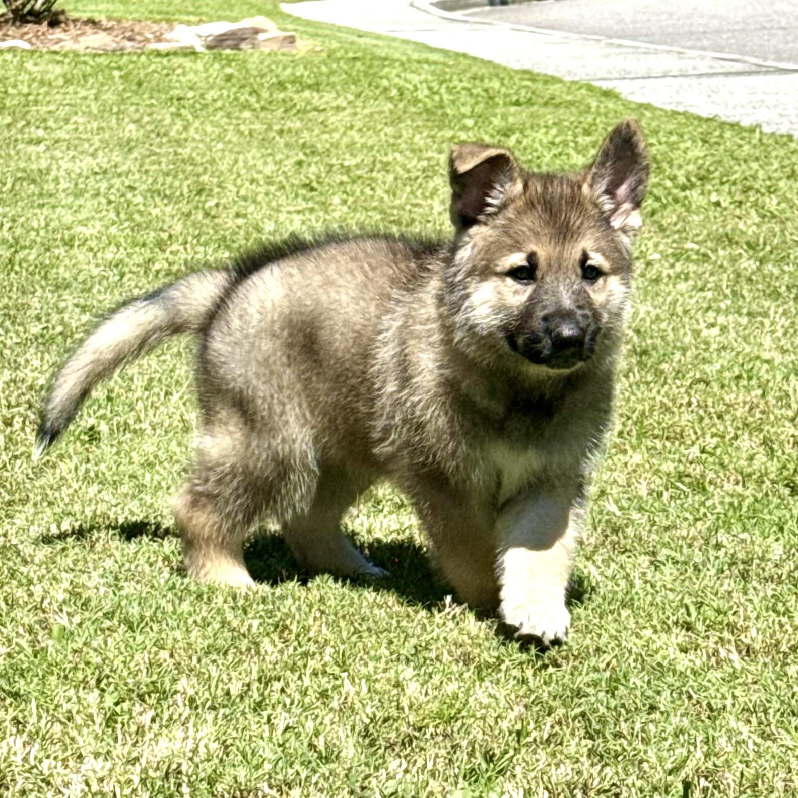 Bogey, a Adopted mixed breed in Mt Pleasant, SC image 1/3