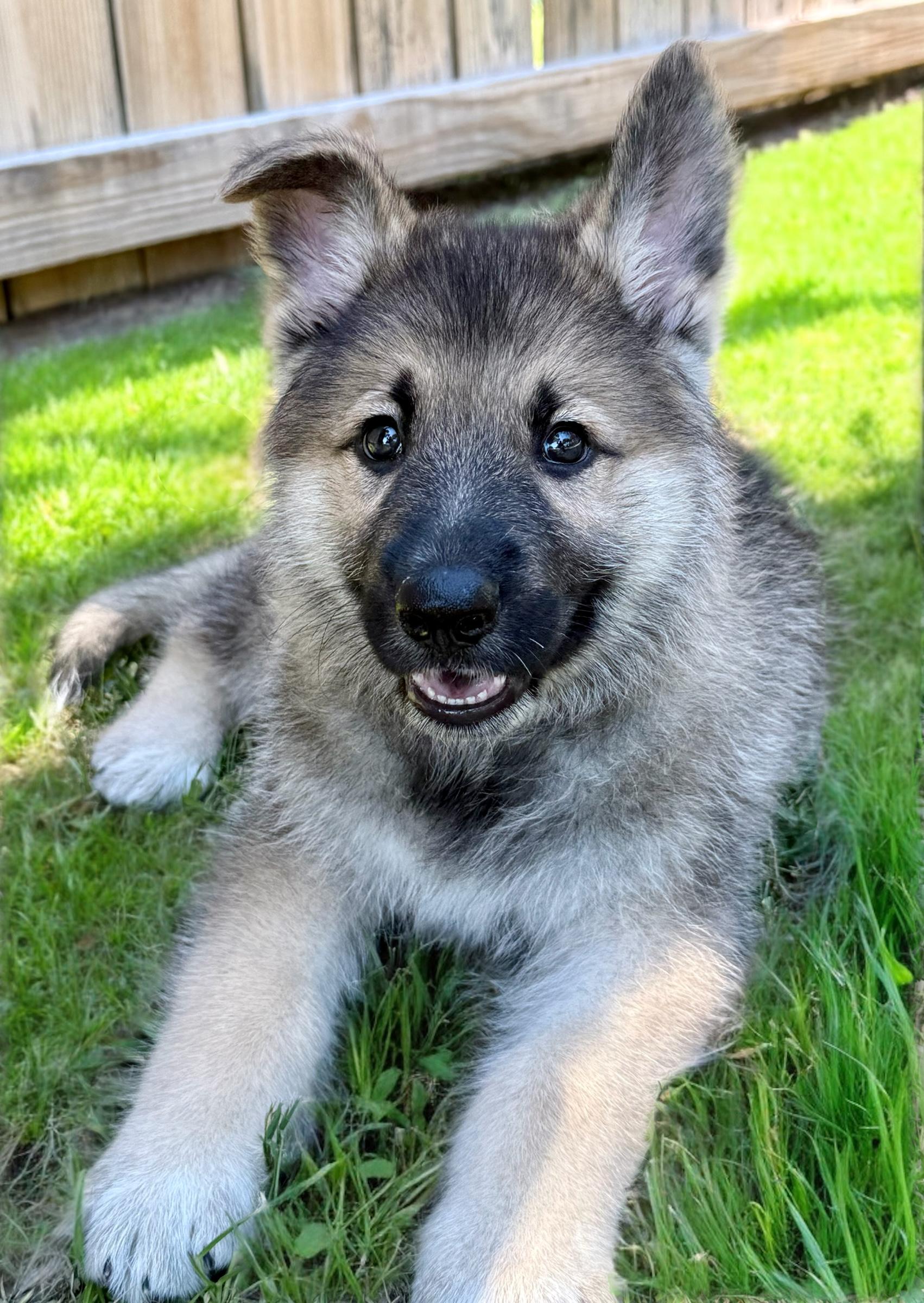 Bogey, a Adopted mixed breed in Mt Pleasant, SC image 2/3
