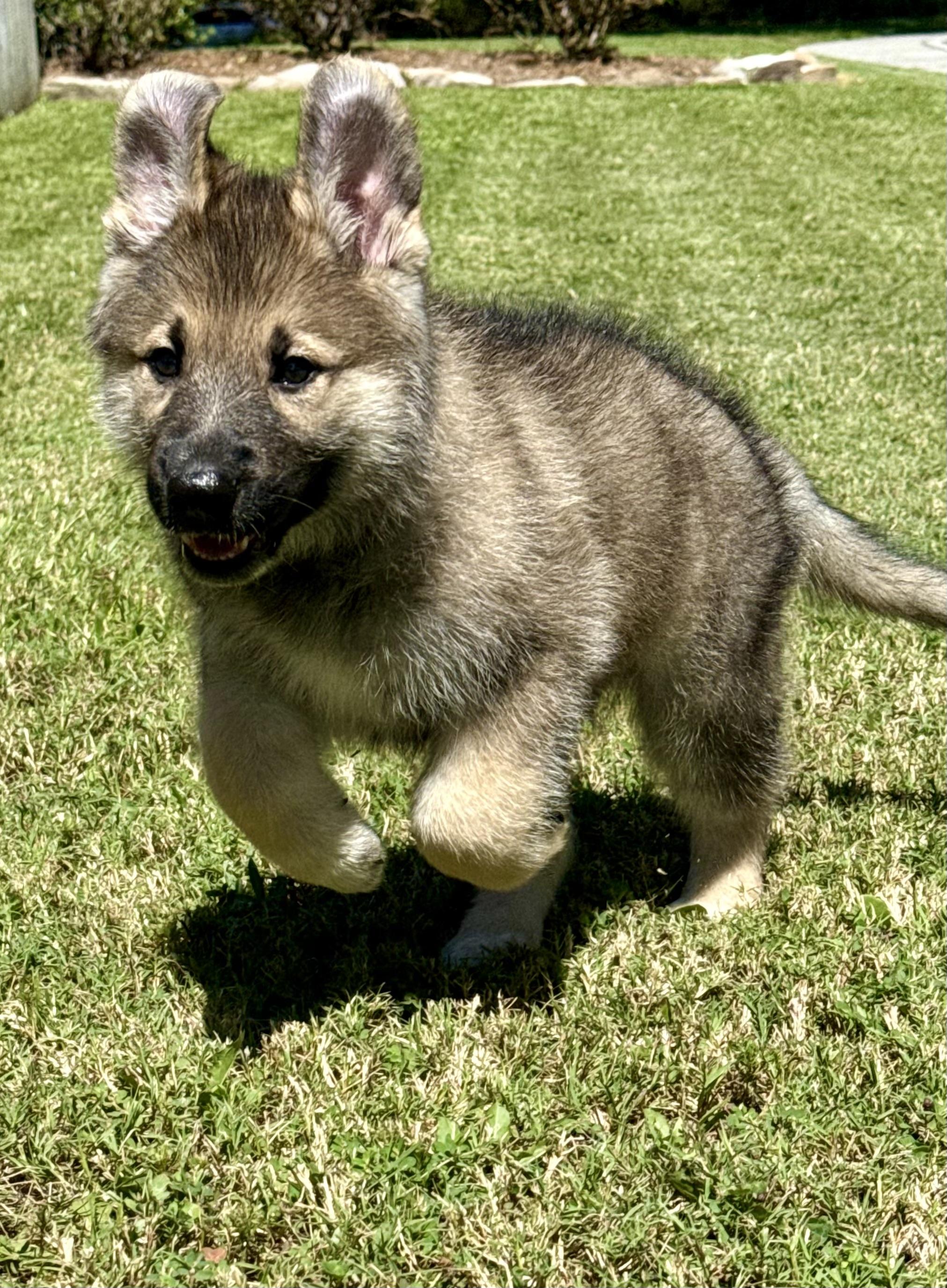 Bogey, a Adopted mixed breed in Mt Pleasant, SC image 3/3
