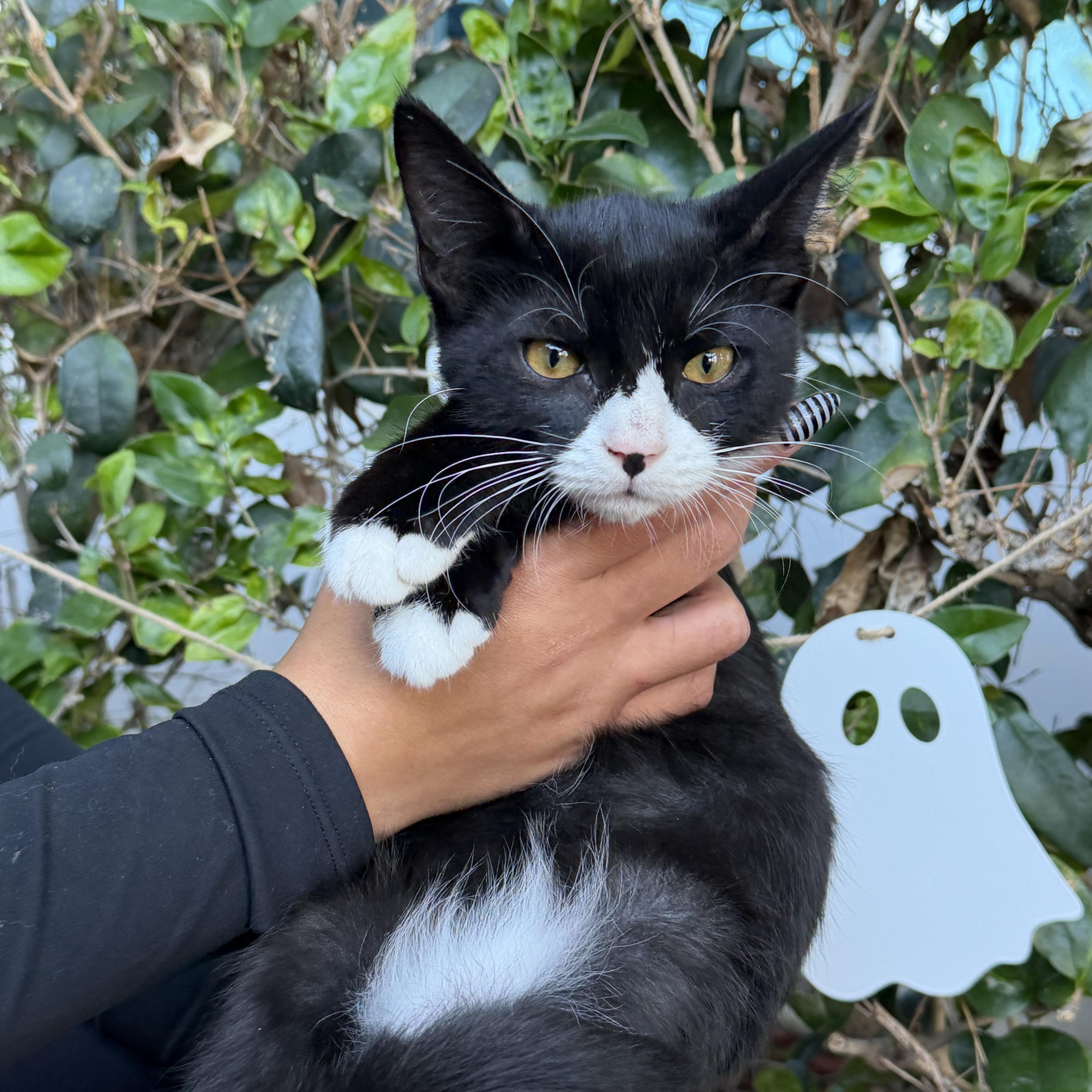 Enlarge Miles, a Adoptable Tuxedo in South El Monte, CA image 1/2