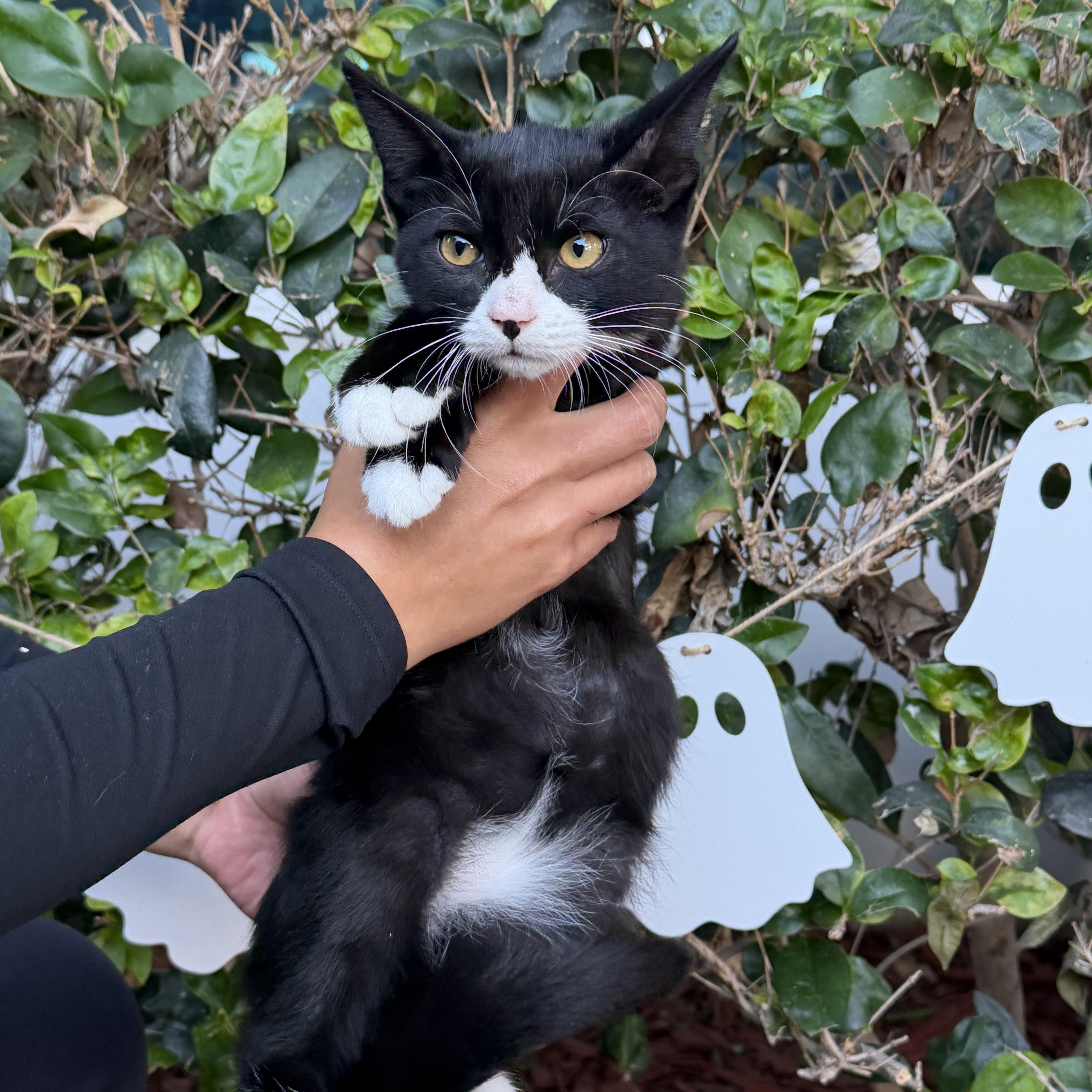 Enlarge Miles, a Adoptable Tuxedo in South El Monte, CA image 2/2