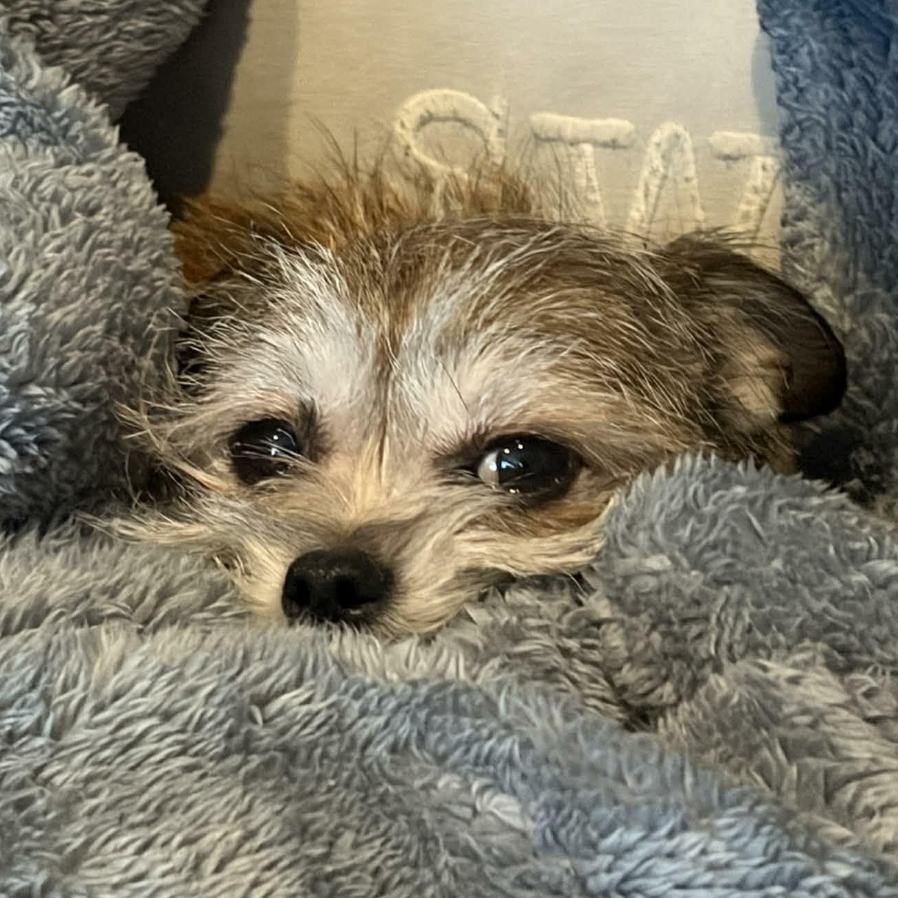 Enlarge Daisy, an adopted mixed breed in Rochester, NY image 3/5