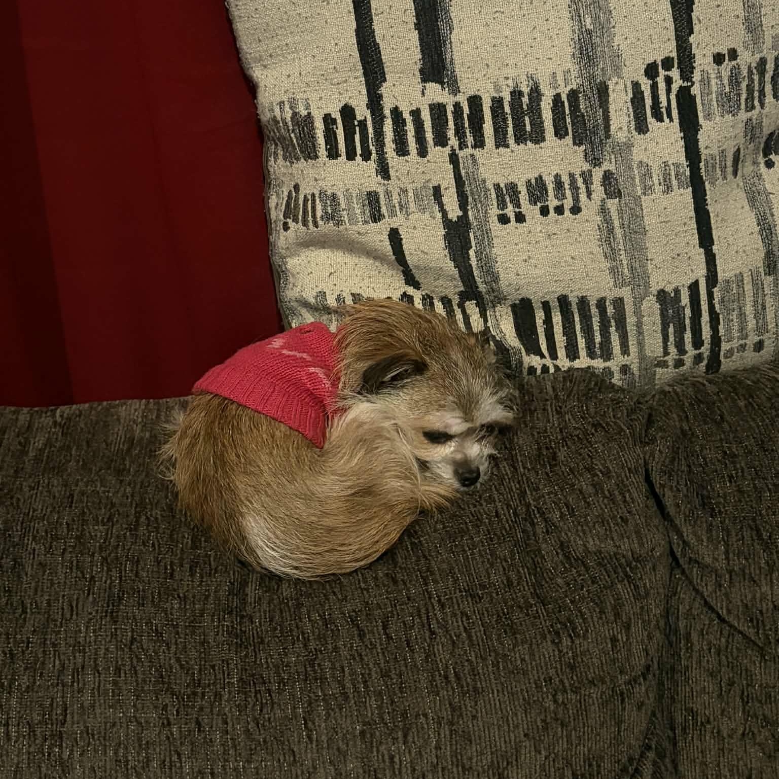 Enlarge Daisy, an adopted mixed breed in Rochester, NY image 2/5