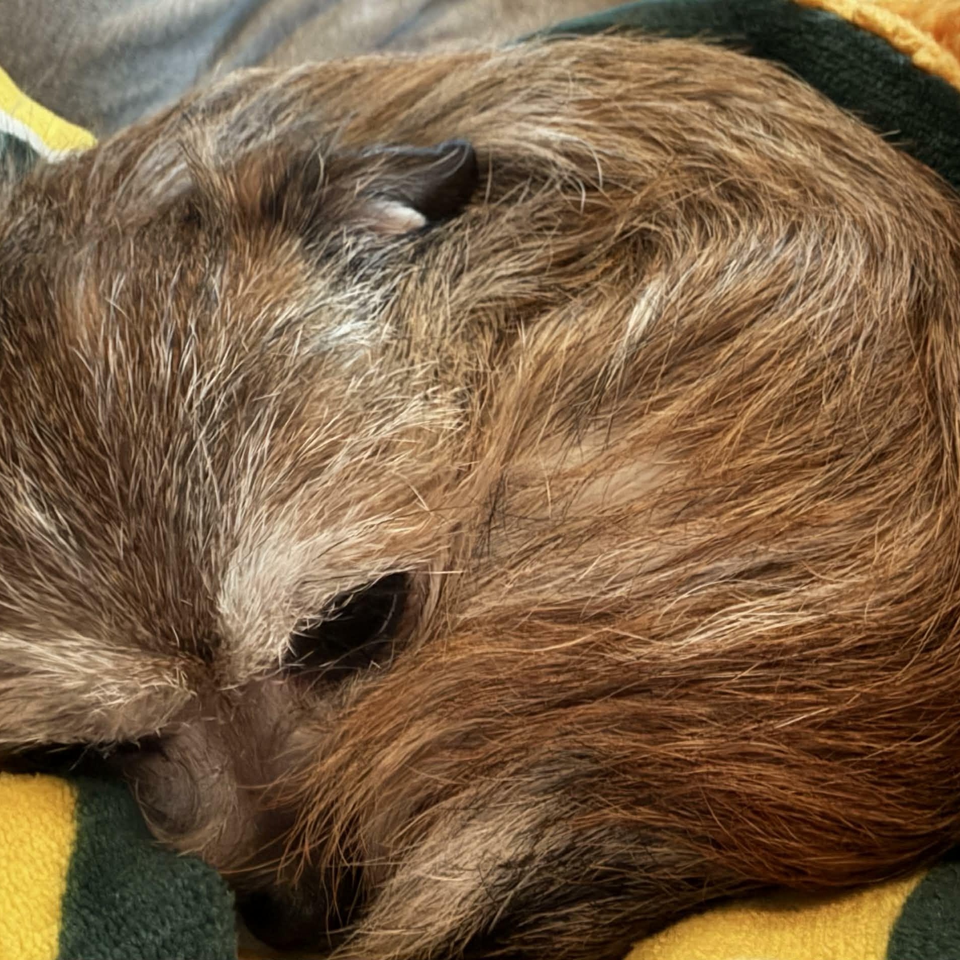 Enlarge Daisy, an adopted mixed breed in Rochester, NY image 5/5