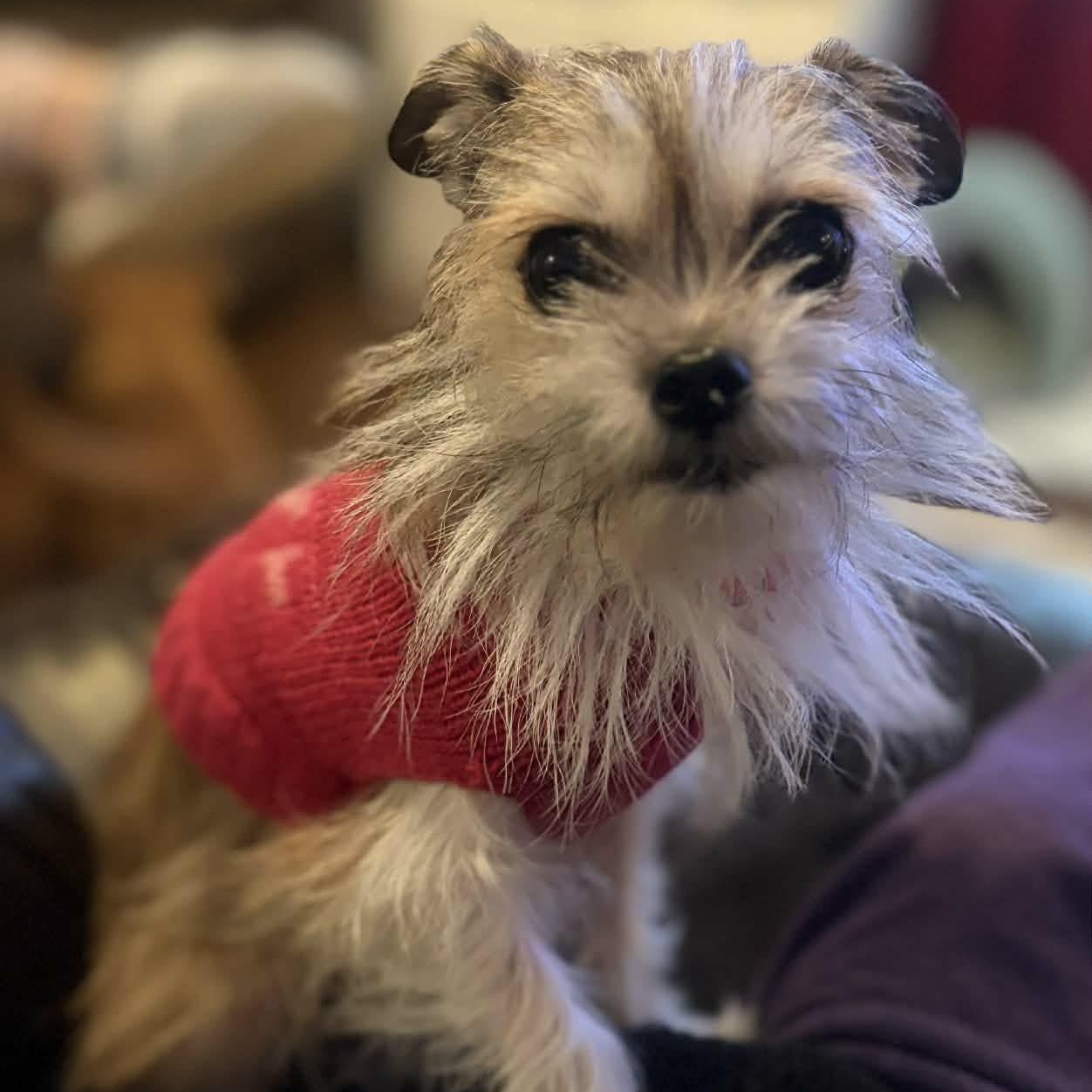 Daisy, adopted, Adult Female Yorkshire Terrier.