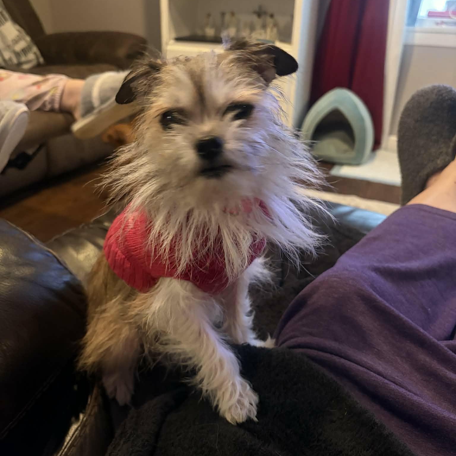 Enlarge Daisy, an adopted mixed breed in Rochester, NY image 4/5