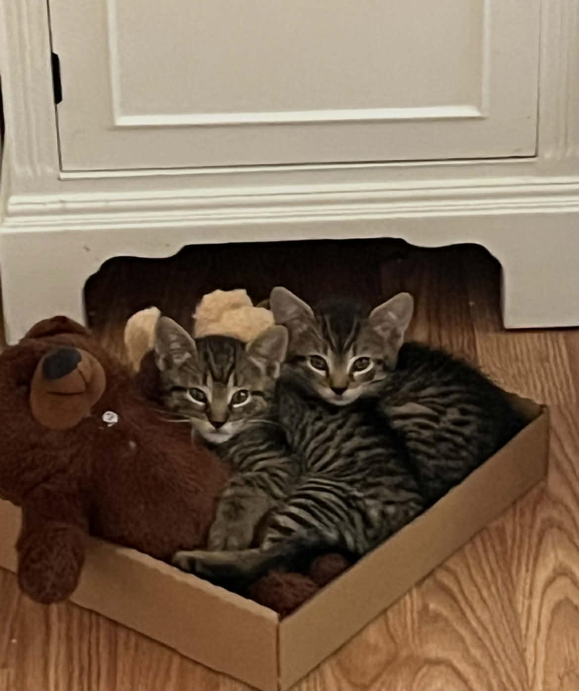 Vader & Luke, an adoptable Domestic Short Hair in Acushnet, MA image 1/2