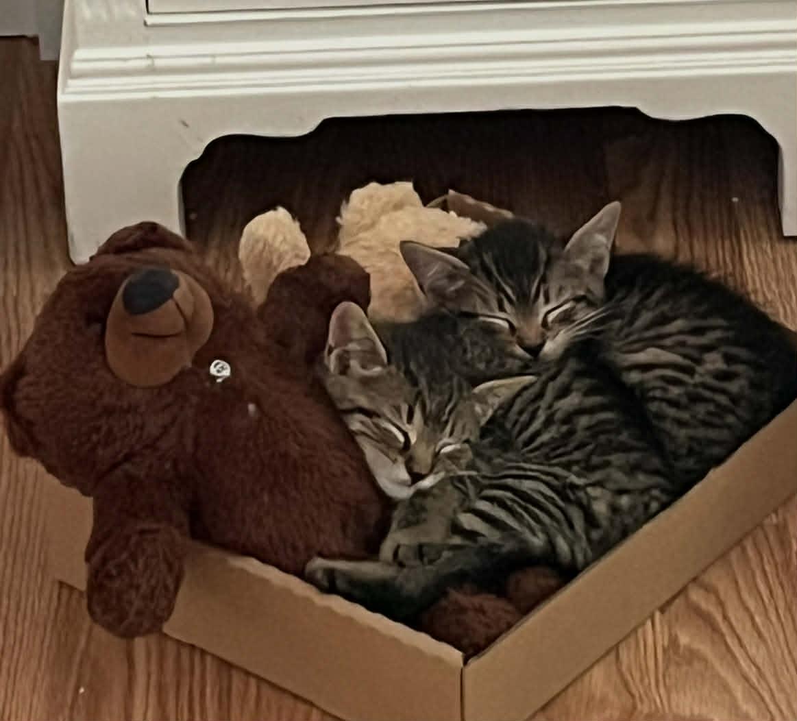 Vader & Luke, an adoptable Domestic Short Hair in Acushnet, MA image 2/2