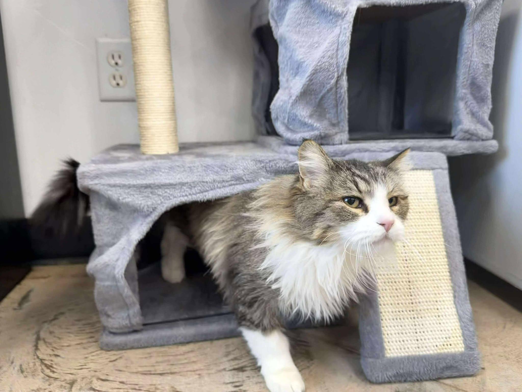 Araya, a ADOPTABLE Domestic Long Hair in Roosevelt, UT image 2/3