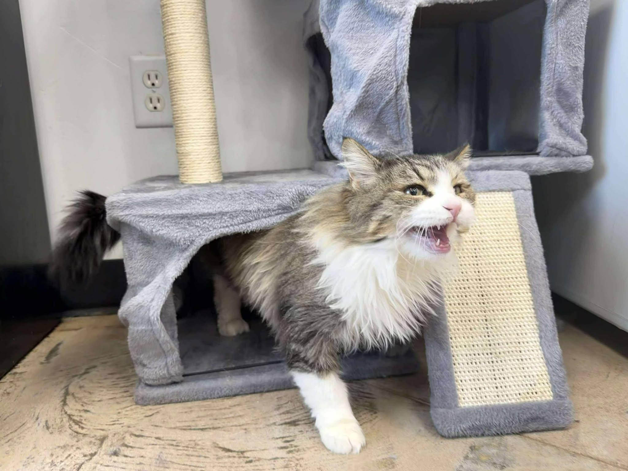 Araya, a ADOPTABLE Domestic Long Hair in Roosevelt, UT image 3/3