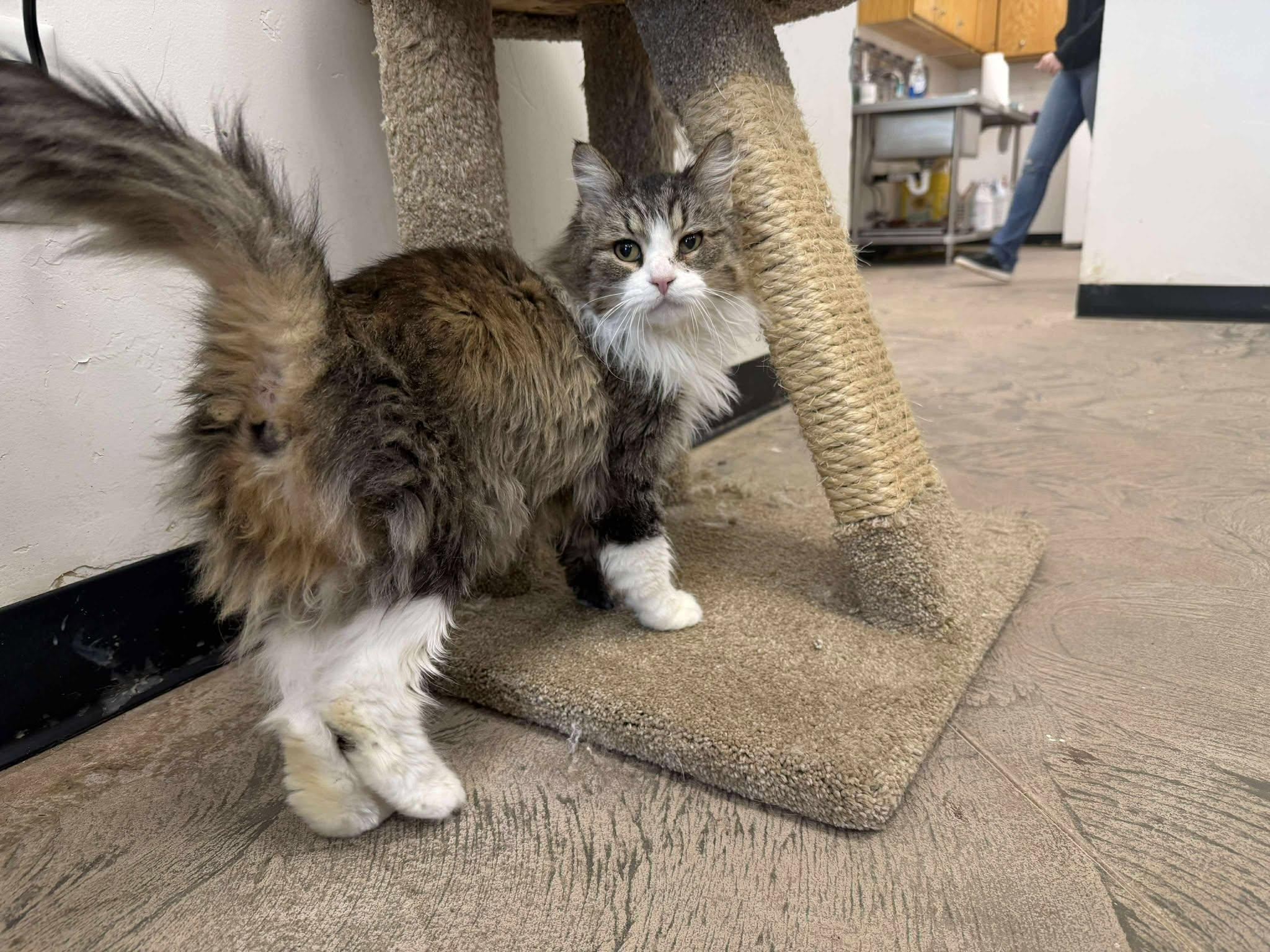 Araya, ADOPTABLE, Adult Female Domestic Long Hair.