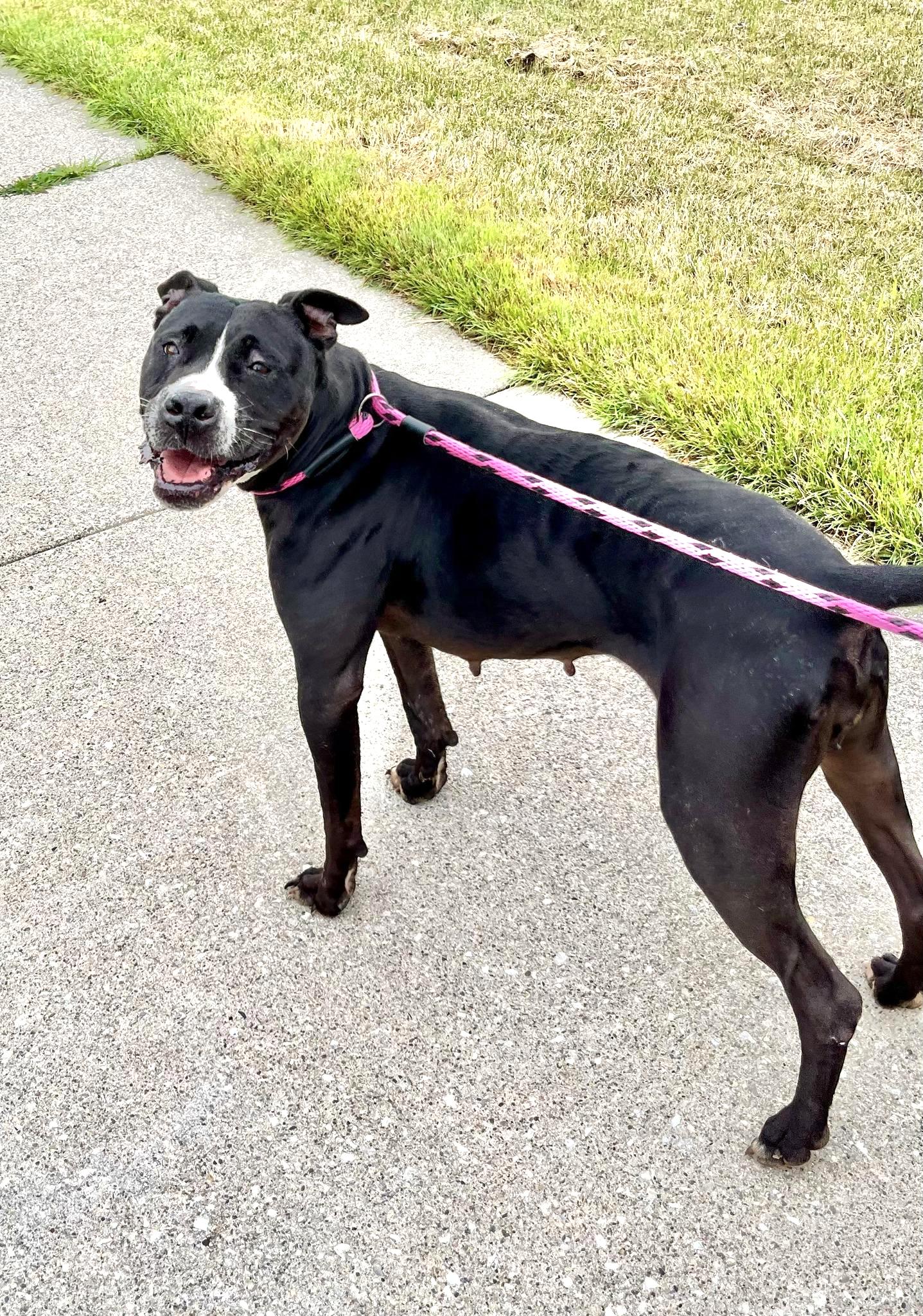 MICHELLE (SHELLEY)- Needs a foster/forever home!