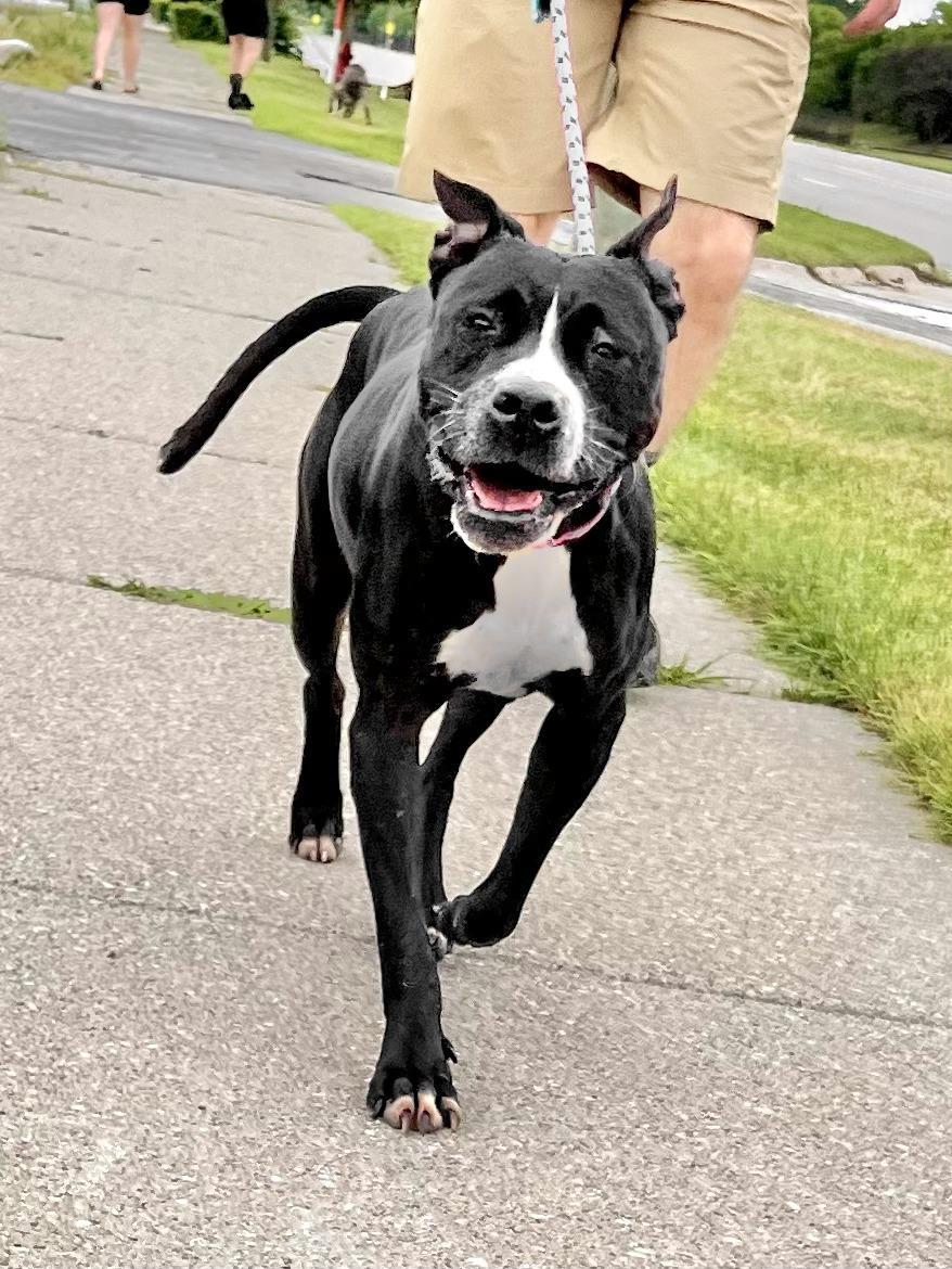 MICHELLE (SHELLEY)- Needs a foster/forever home! — thumbnail 2