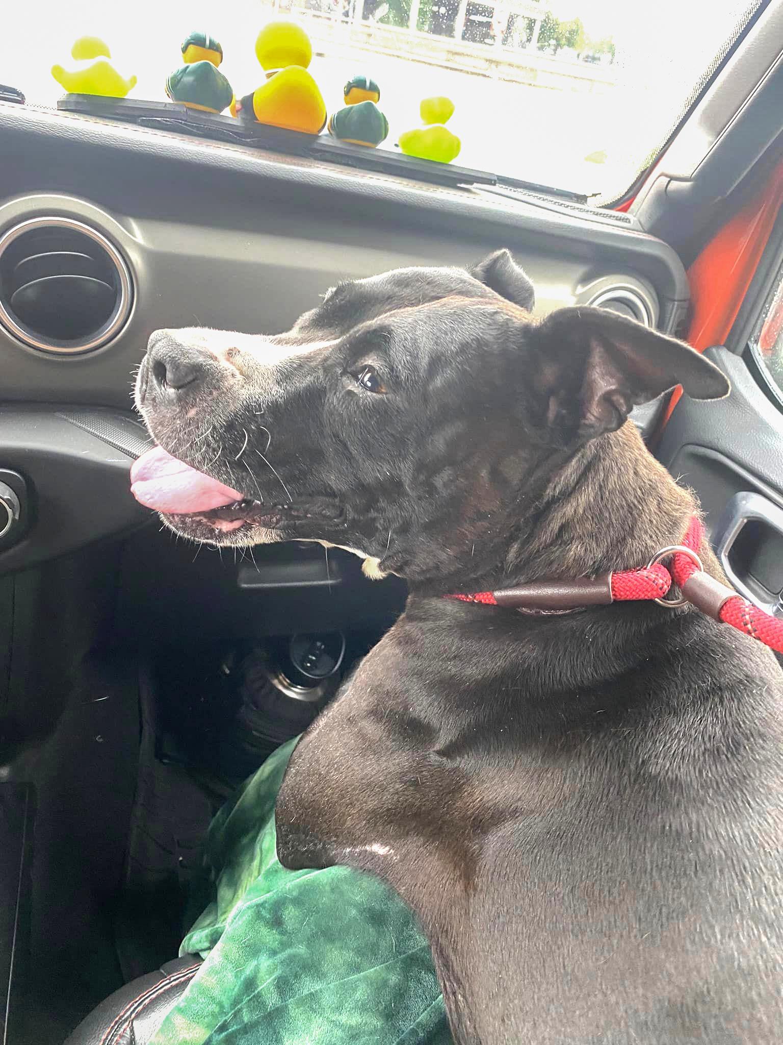 MICHELLE (SHELLEY)- Needs a foster/forever home! — thumbnail 3