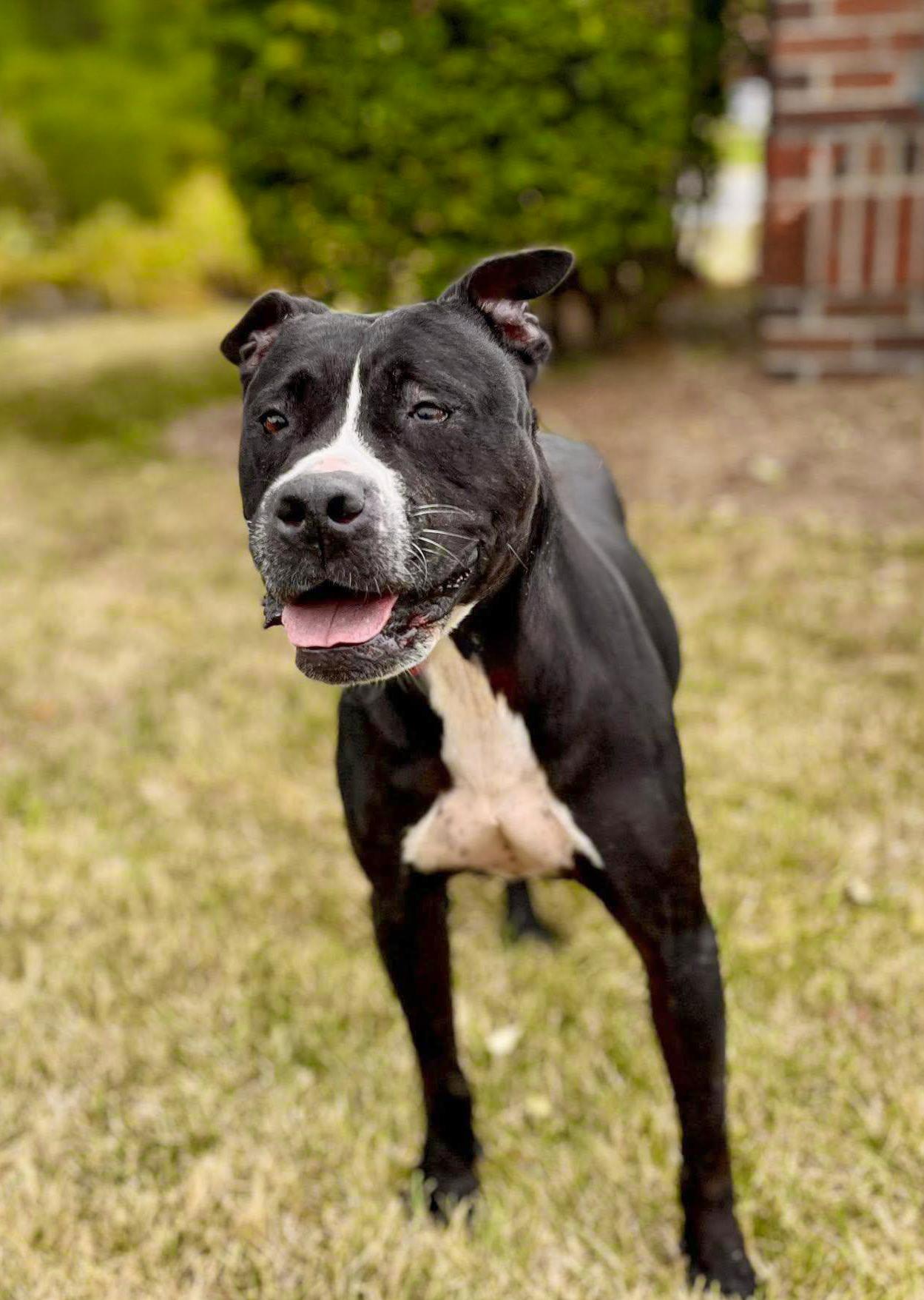 MICHELLE (SHELLEY)- Needs a foster/forever home! — thumbnail 4