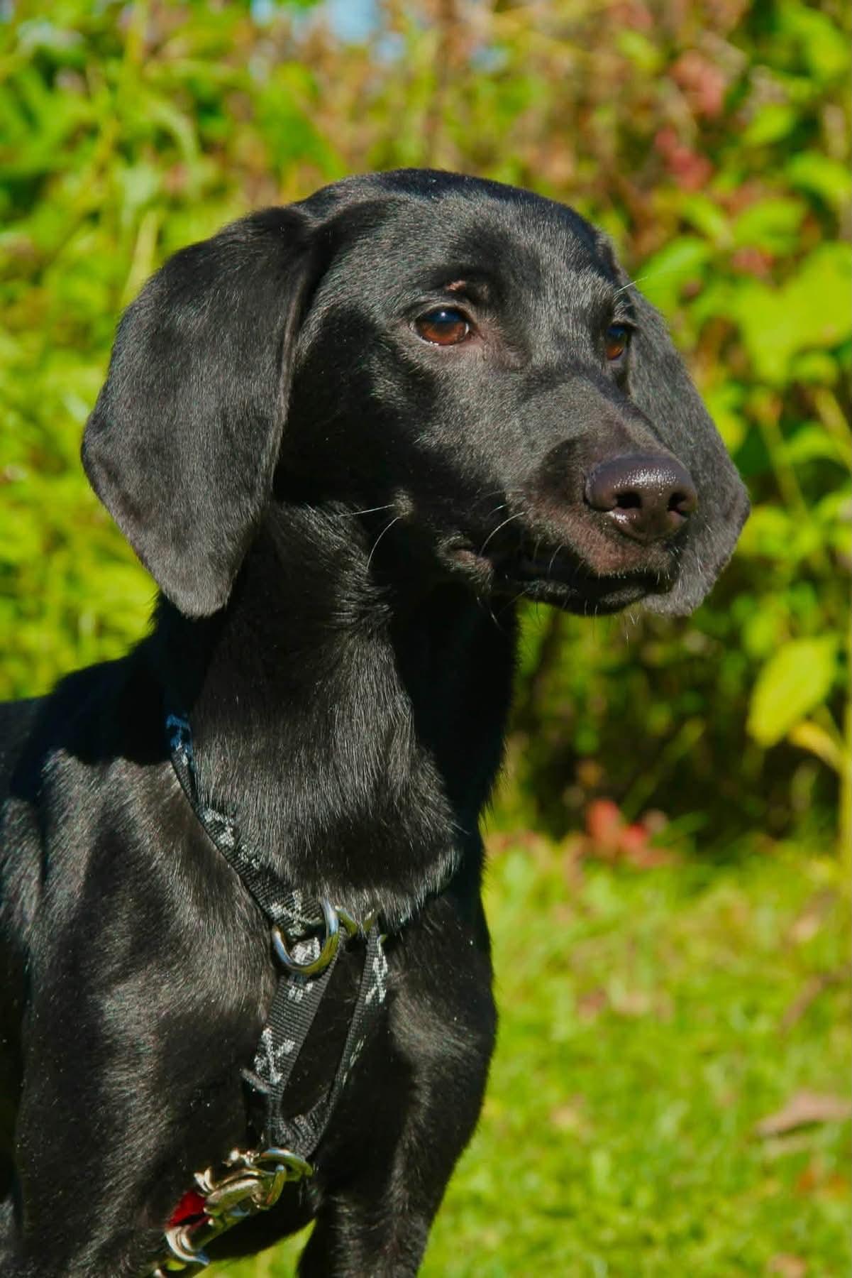 Enlarge Leslie, a Adoptable Mixed Breed in Appleton, WI image 2/3