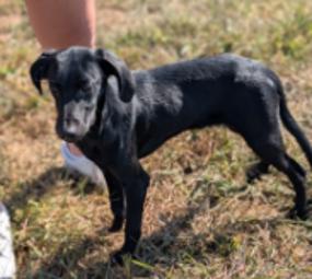 Enlarge Leslie, a Adoptable Mixed Breed in Appleton, WI image 3/3