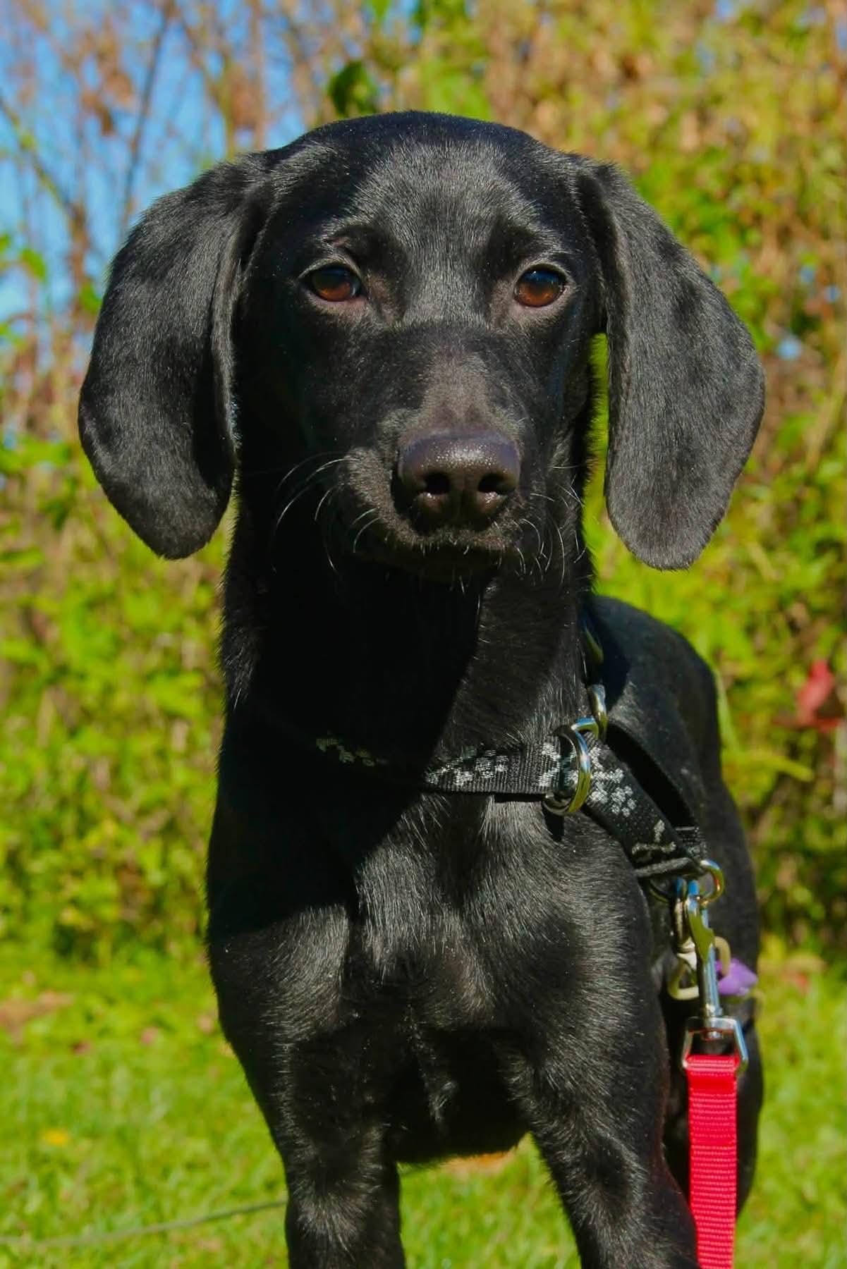 Leslie, Adoptable, Young Male Mixed Breed.