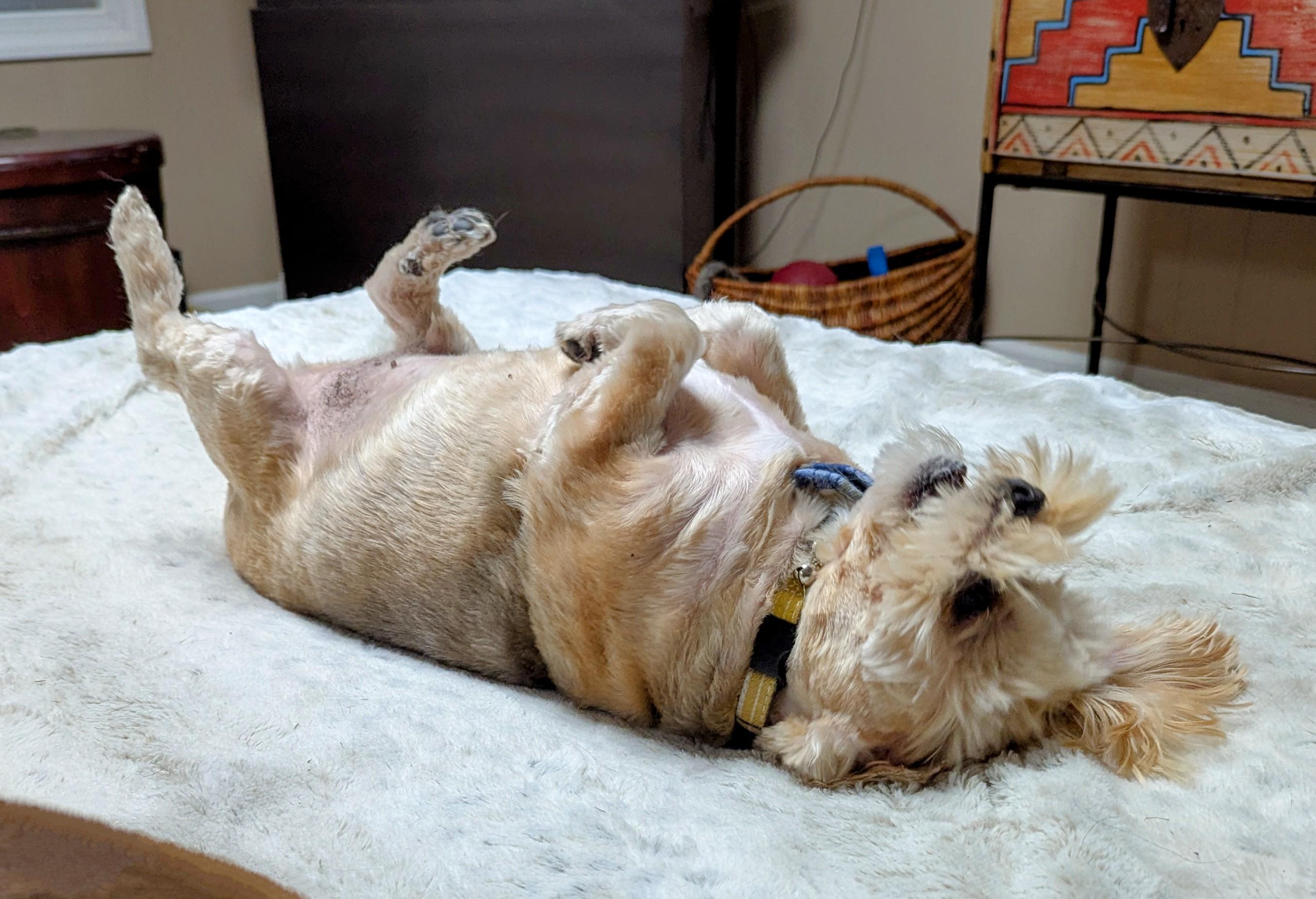 Mozzi, a Adoptable mixed breed in Goldsboro, NC image 2/4