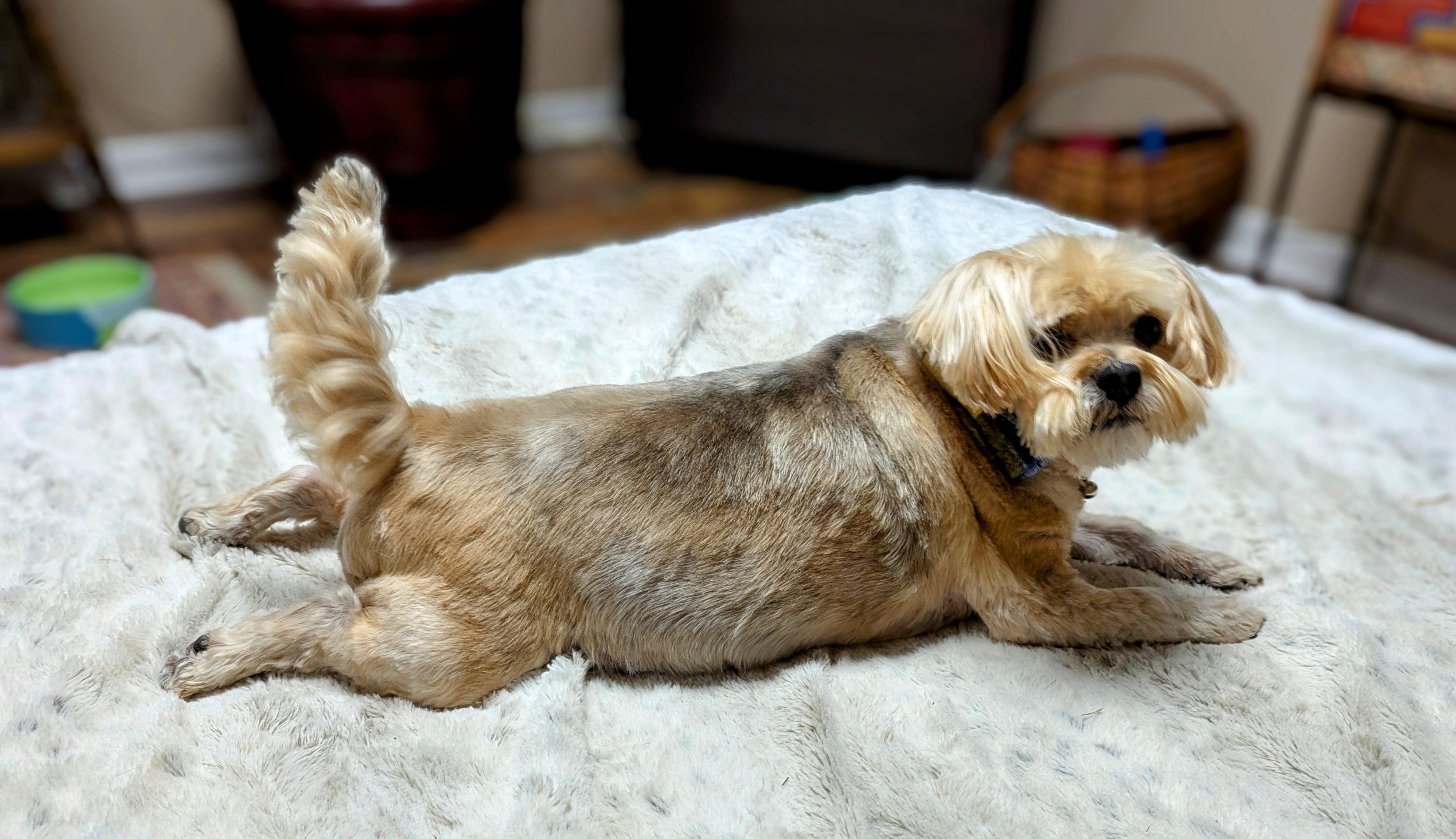 Mozzi, a Adoptable mixed breed in Goldsboro, NC image 3/4