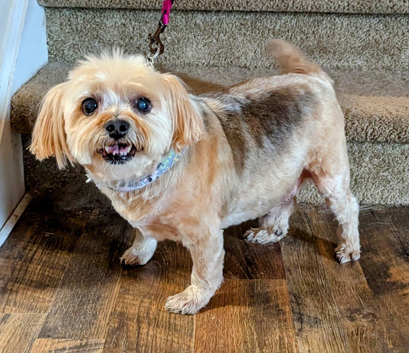 Mozzi, a Adoptable mixed breed in Goldsboro, NC image 1/4