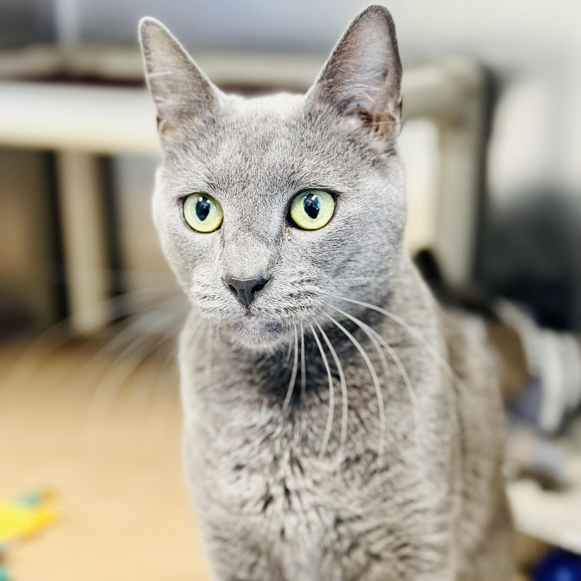 Beaker , an adopted Domestic Short Hair in Manahawkin, NJ image 1/2