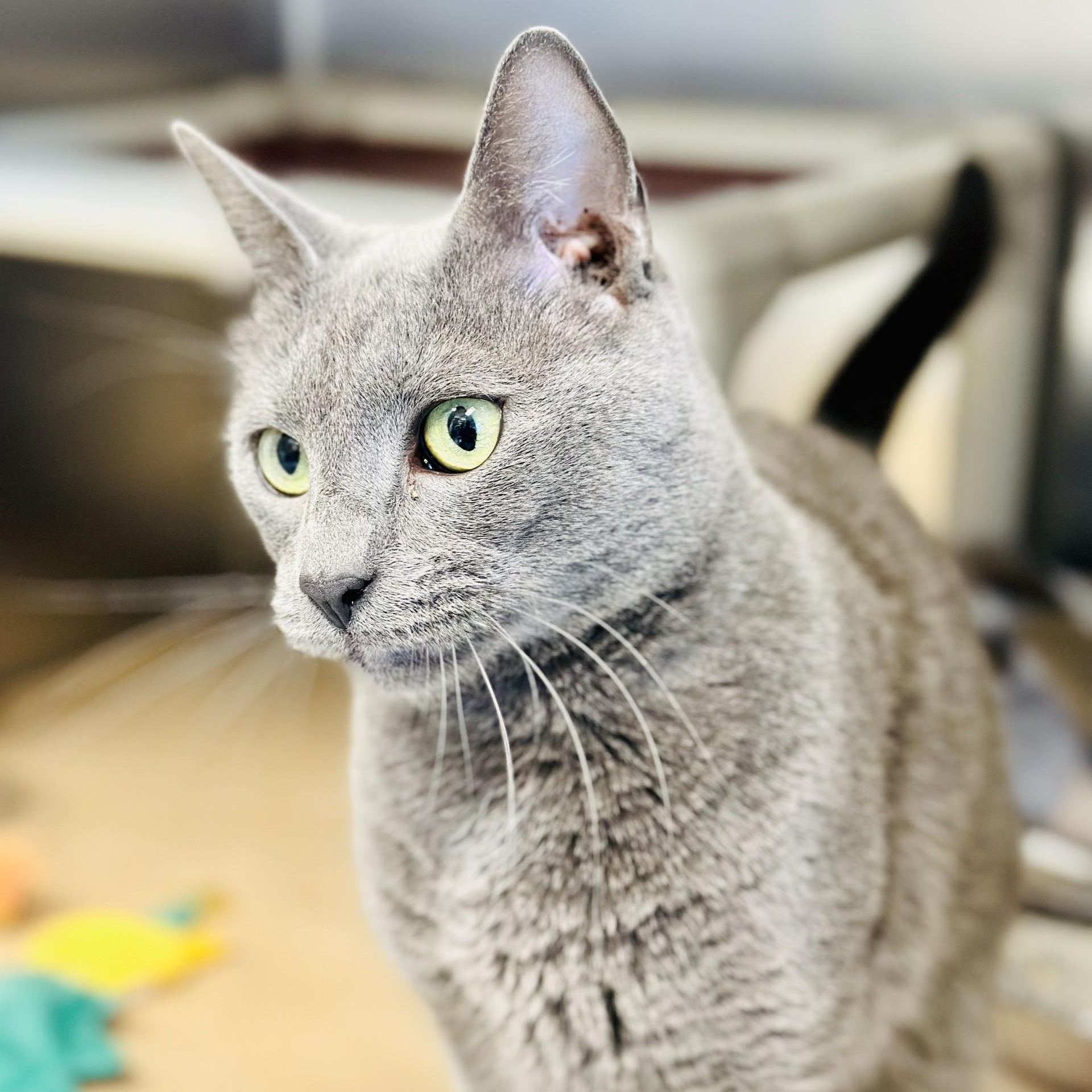 Beaker , an adopted Domestic Short Hair in Manahawkin, NJ image 2/2