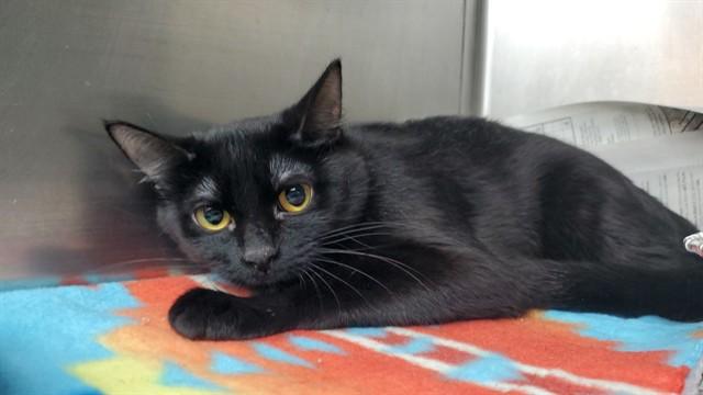 Enlarge LETTY, a Adoptable Domestic Short Hair in Aurora, IL image 1/1