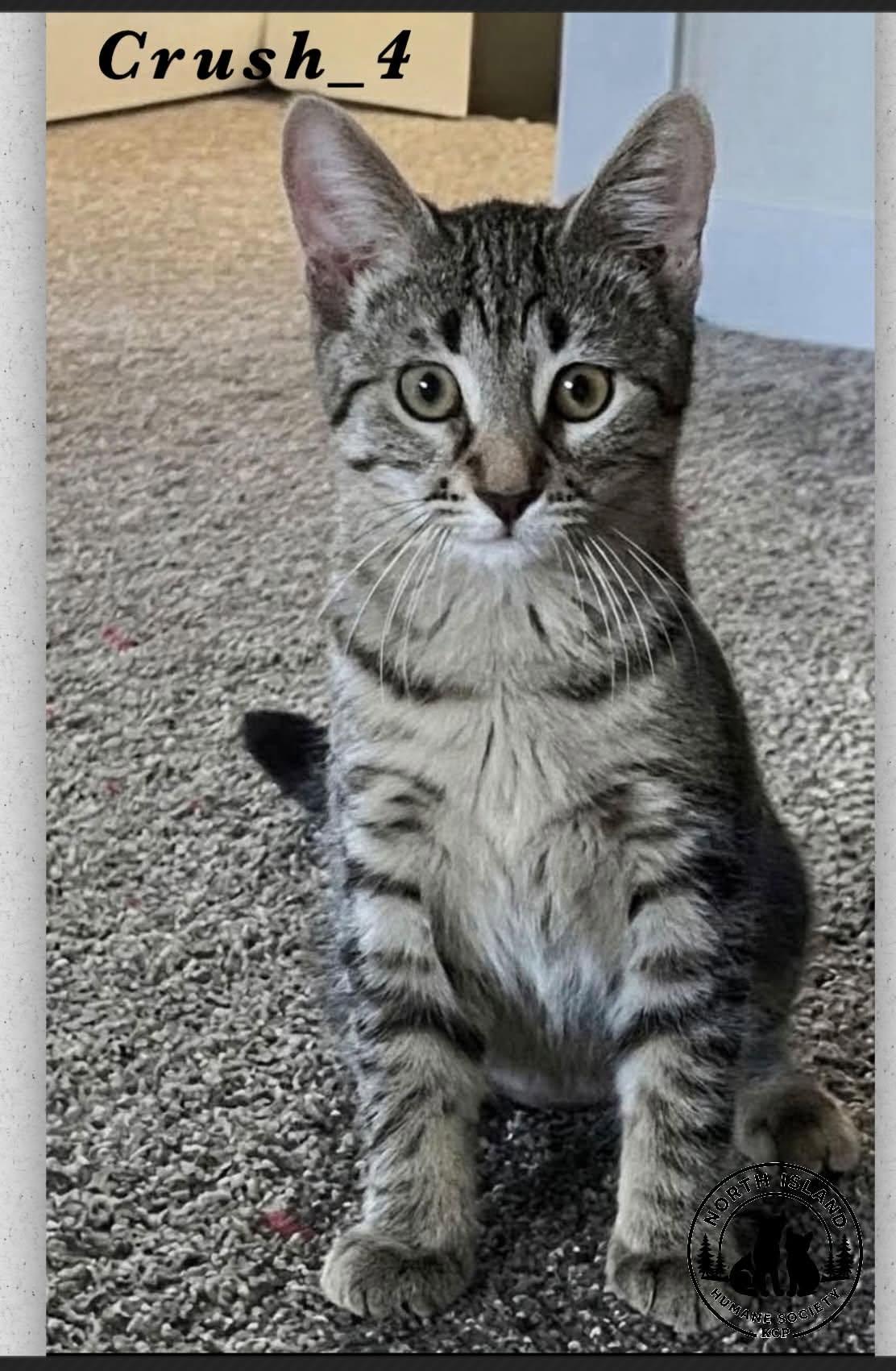 Crush-4, ADOPTABLE, Kitten Female Domestic Short Hair.