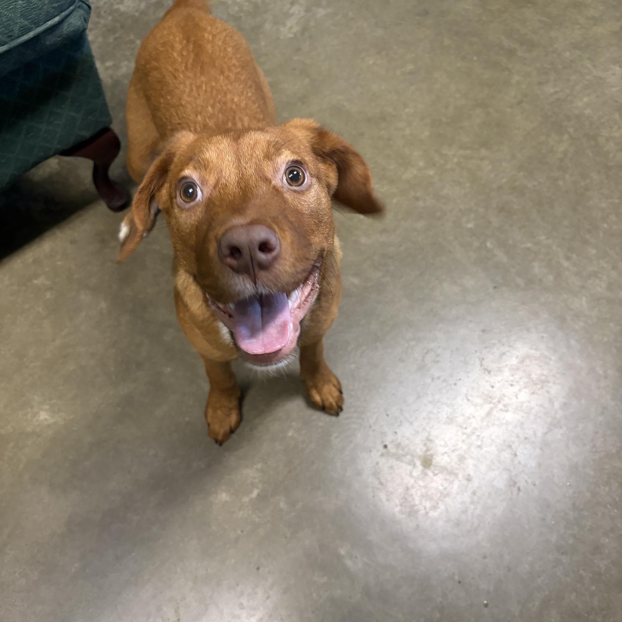Enlarge Mollie, a Adopted mixed breed in Seneca, PA image 2/3