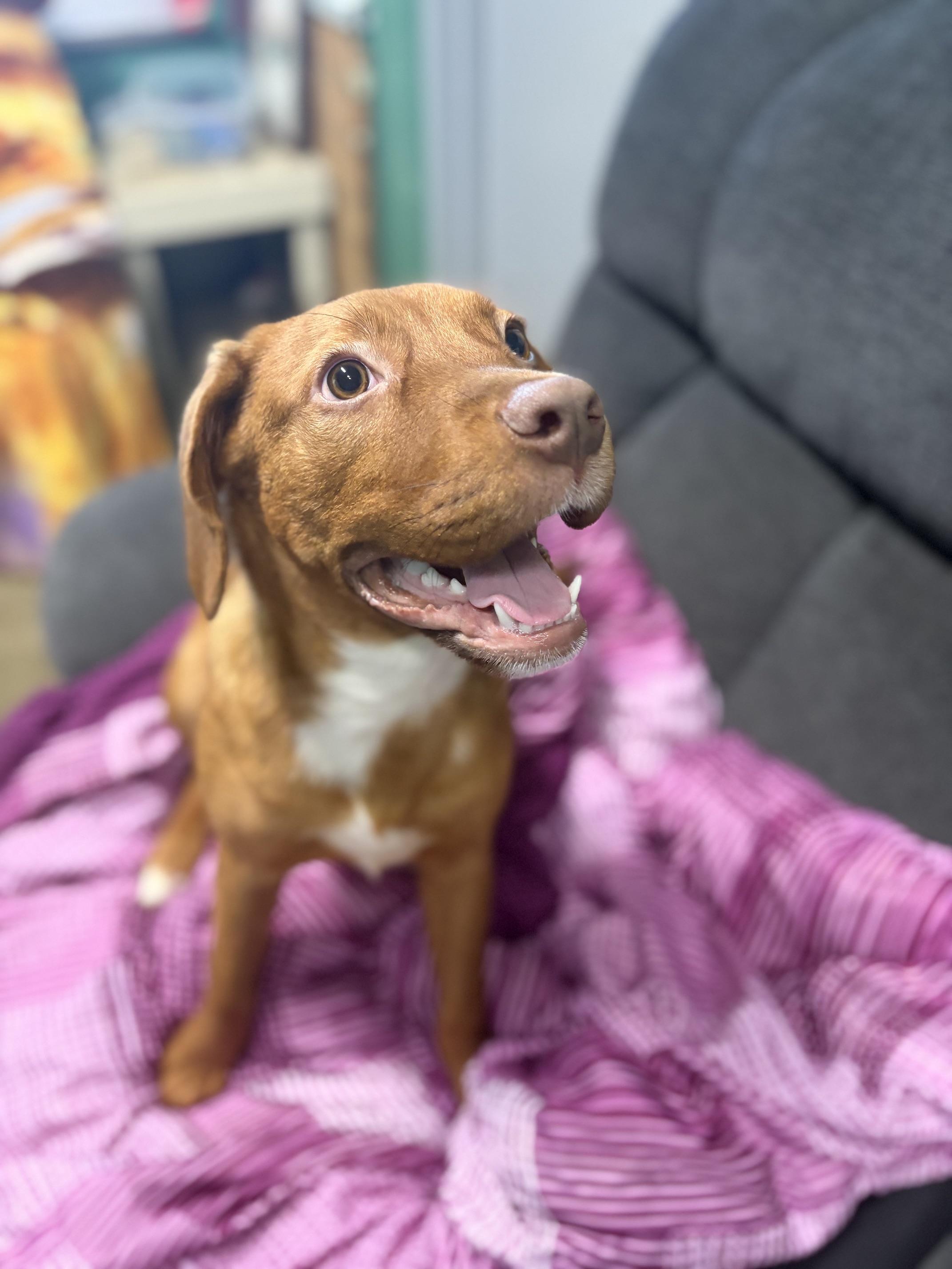 Enlarge Mollie, a Adopted mixed breed in Seneca, PA image 1/3