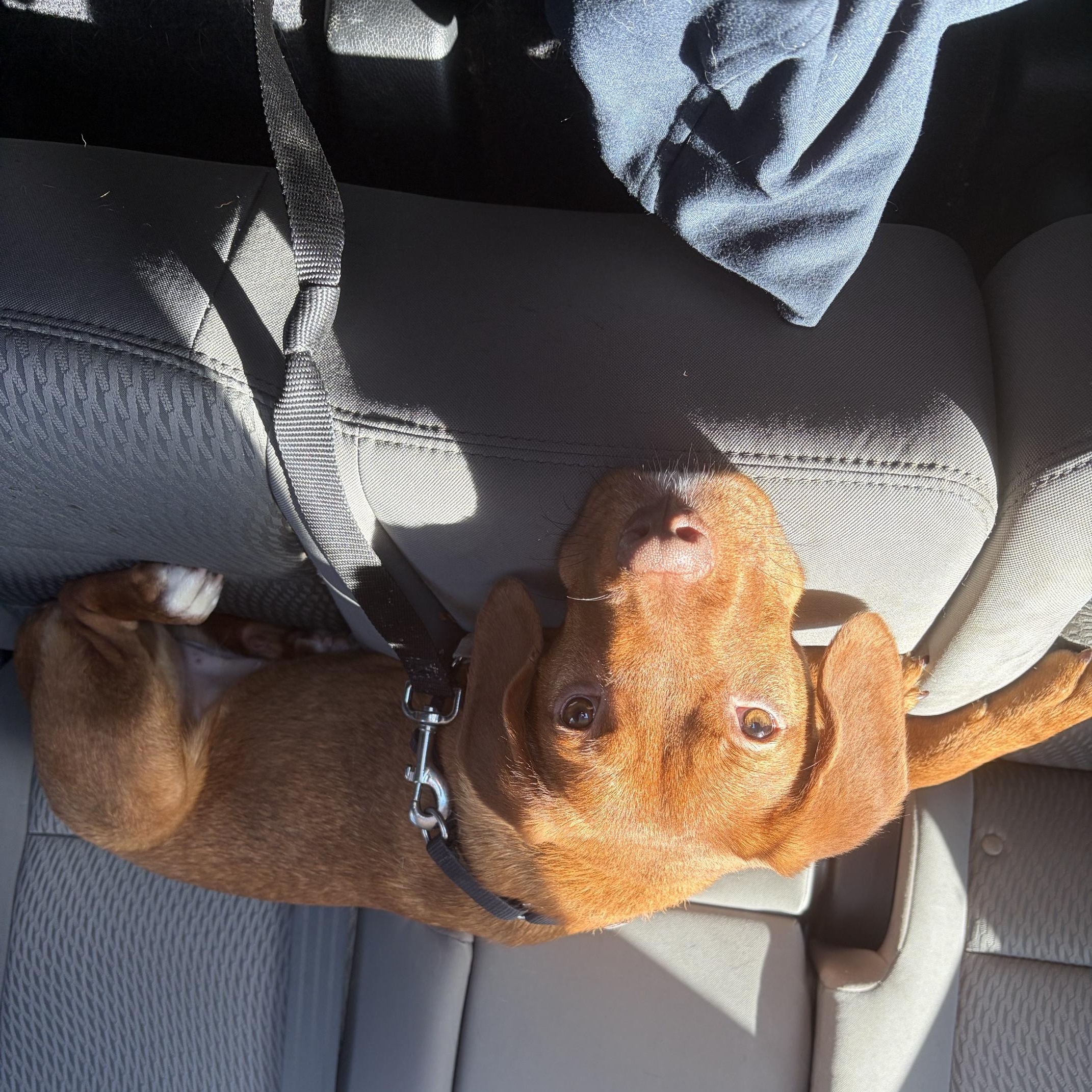 Enlarge Mollie, a Adopted mixed breed in Seneca, PA image 3/3