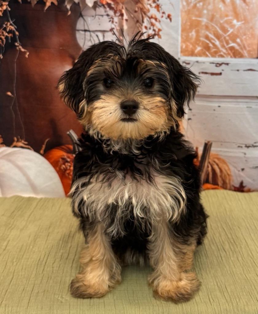 Peanut, Adopted, Puppy Female Yorkshire Terrier.