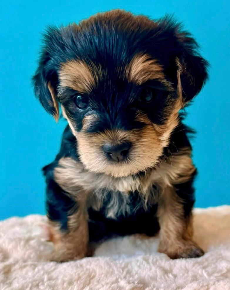 Enlarge Peanut, a Adopted Yorkshire Terrier in Fort Myers, FL image 2/2