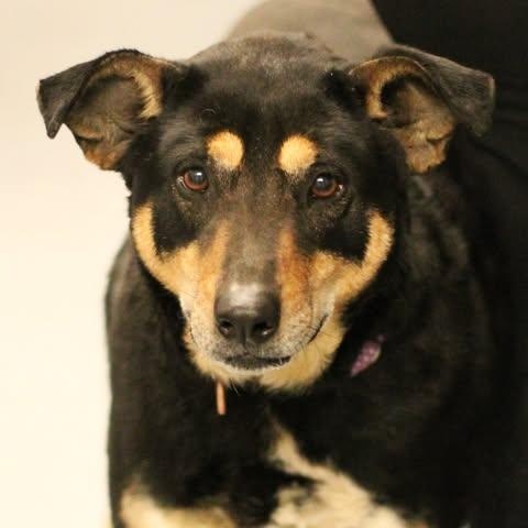 Enlarge 26-00161 LOUIE, a ADOPTABLE mixed breed in Fredericksburg, VA image 1/1