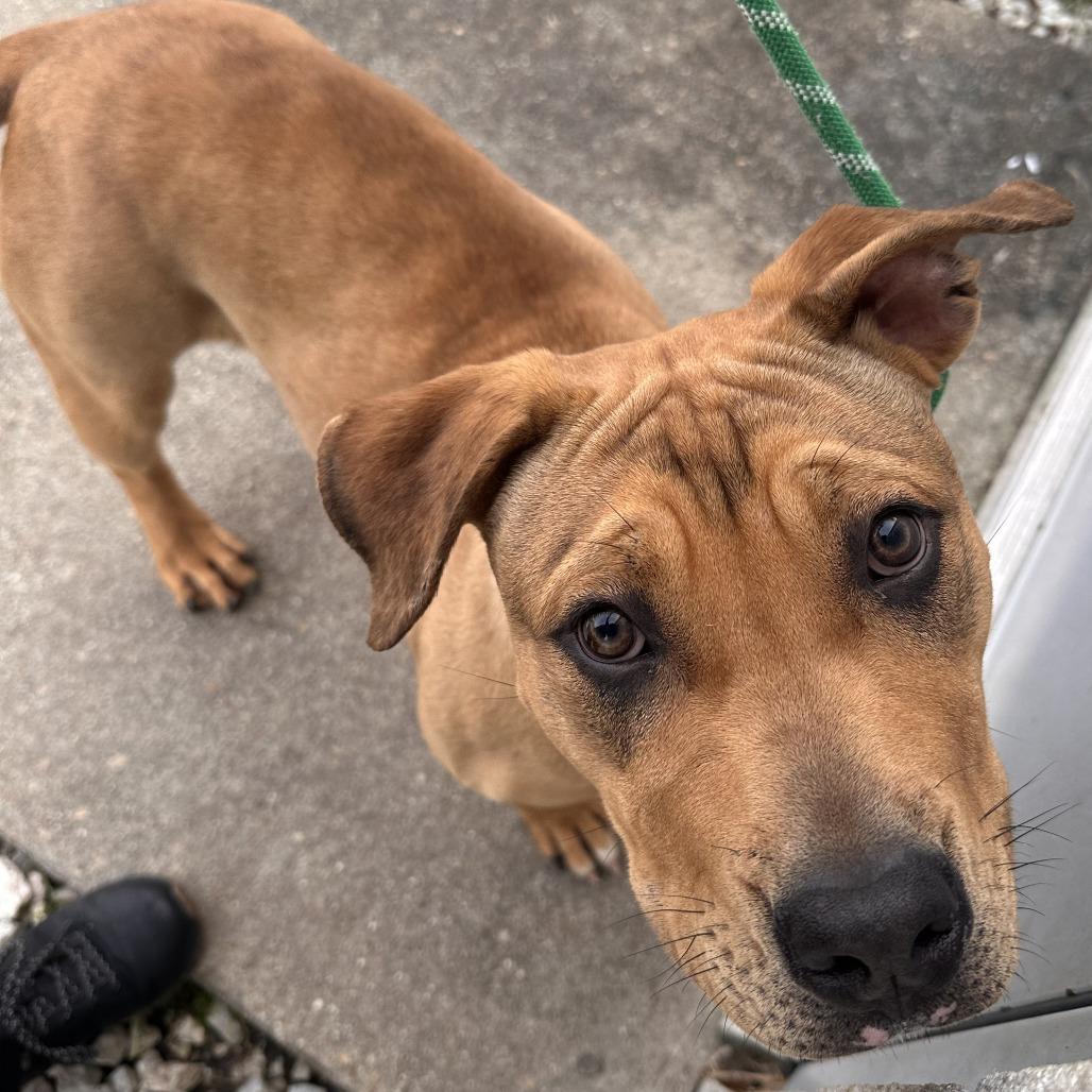 Liza, Adoptable, Young Female Yellow Labrador Retriever & Basset Hound.