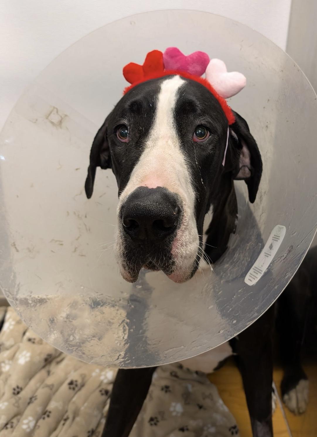 Enlarge Mika, a ADOPTABLE Great Dane in Ontario, NY image 4/5