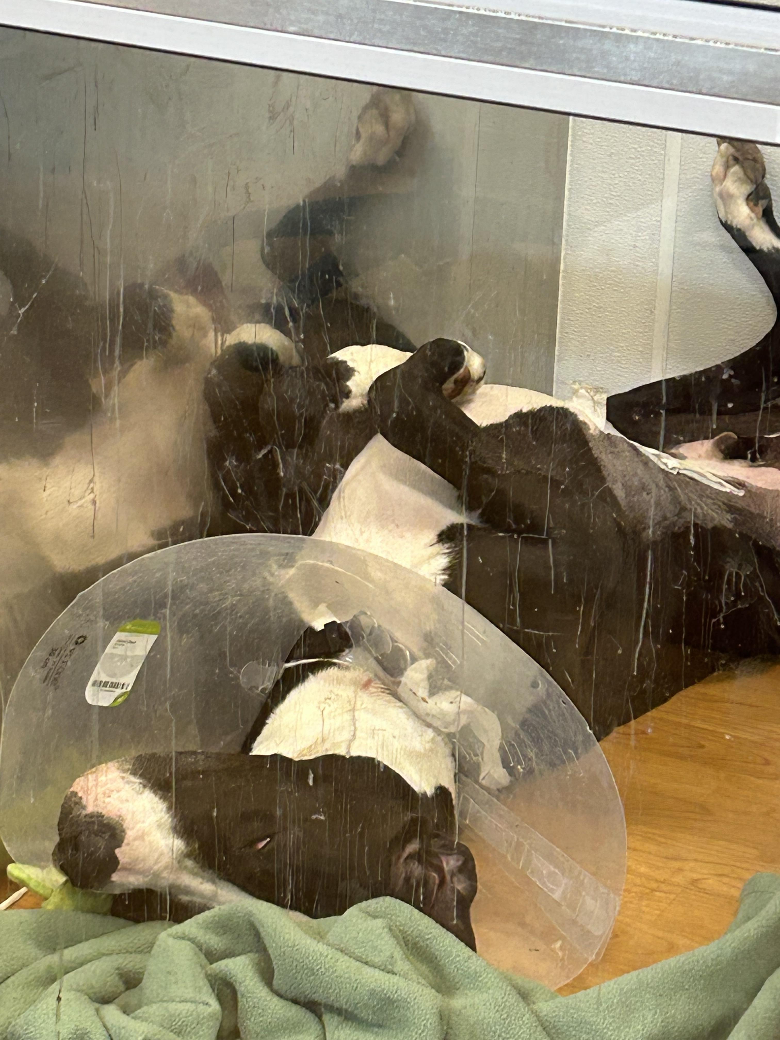 Enlarge Mika, a ADOPTABLE Great Dane in Ontario, NY image 5/5