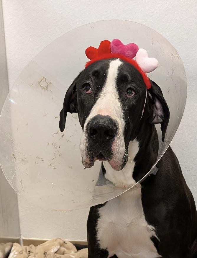 Mika, ADOPTABLE, Adult Male Great Dane.