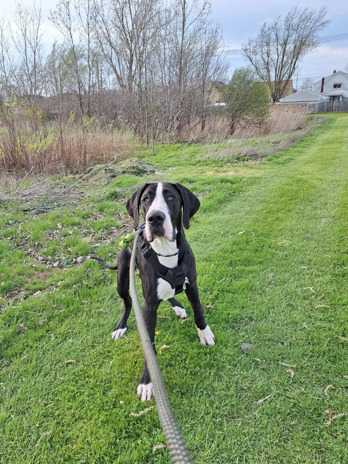 Enlarge Mika, a ADOPTABLE Great Dane in Ontario, NY image 2/5