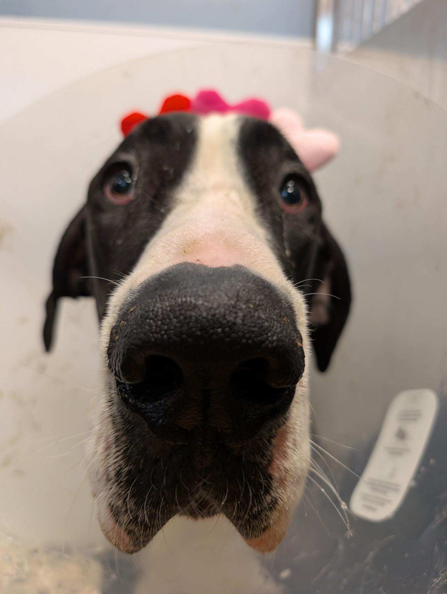 Enlarge Mika, a ADOPTABLE Great Dane in Ontario, NY image 3/5