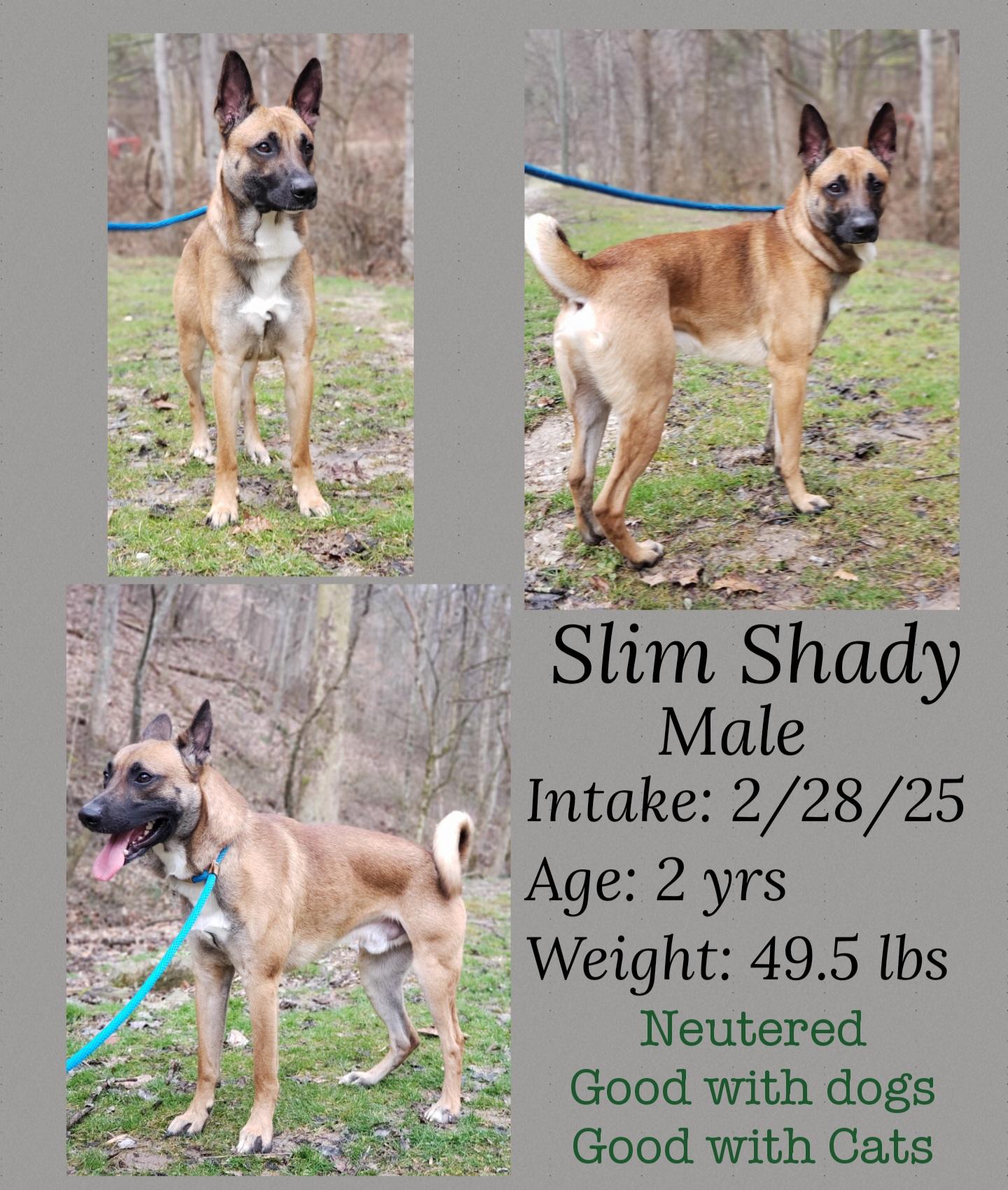 Enlarge Slim Shady, a Adoptable Belgian Shepherd / Malinois in Staffordsville, KY image 1/2