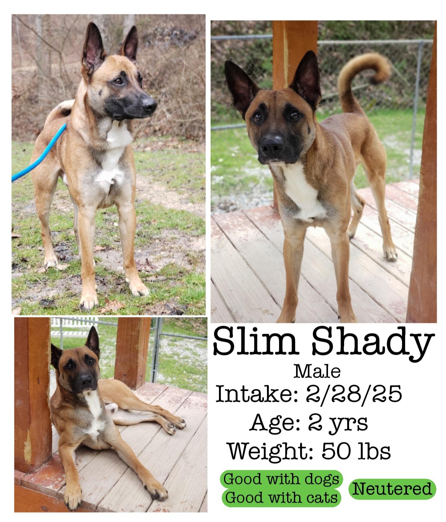 Enlarge Slim Shady, a Adoptable Belgian Shepherd / Malinois in Staffordsville, KY image 2/2