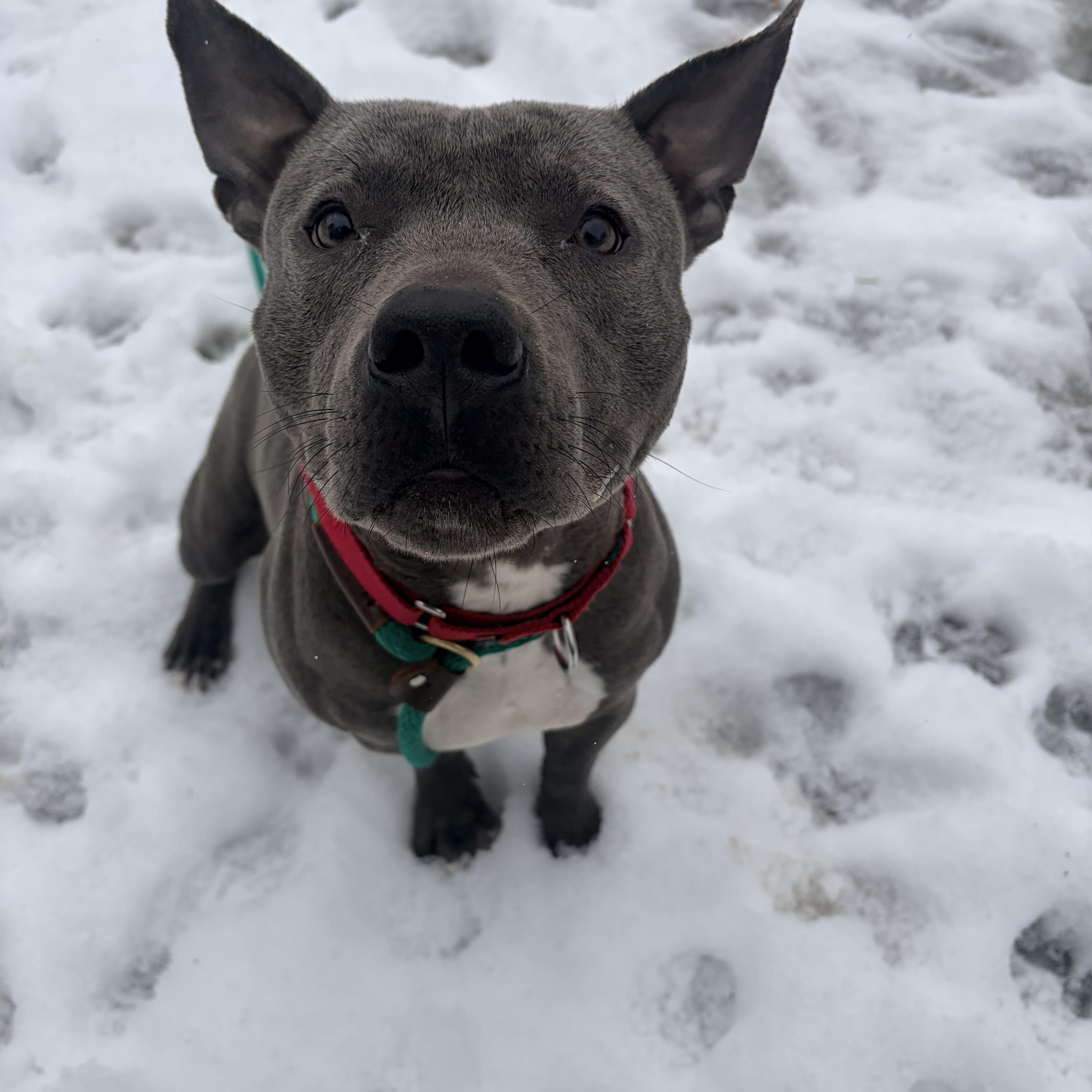 Enlarge Comet, an adopted mixed breed in White Oak, PA image 2/6