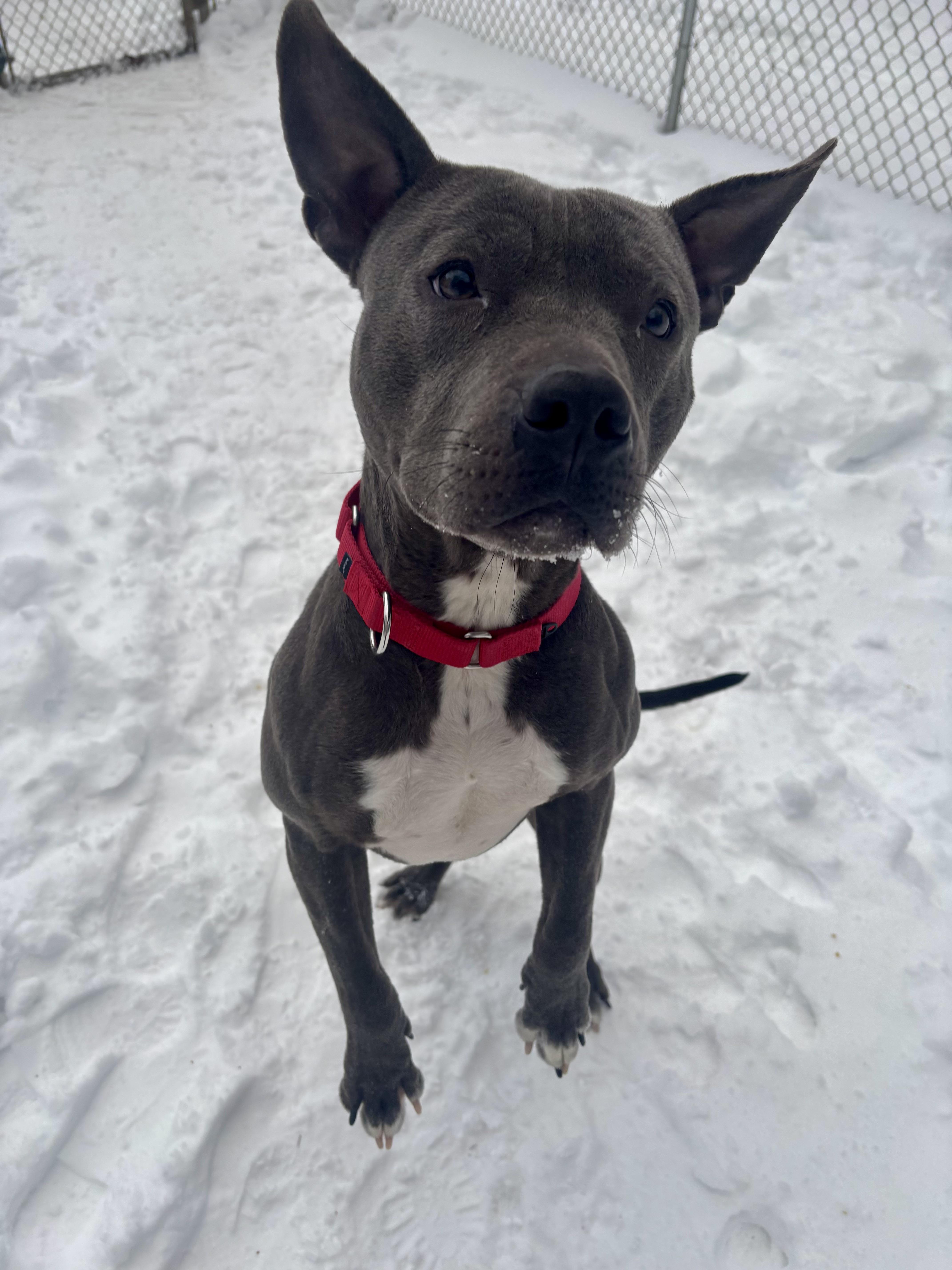 Enlarge Comet, an adopted mixed breed in White Oak, PA image 3/6
