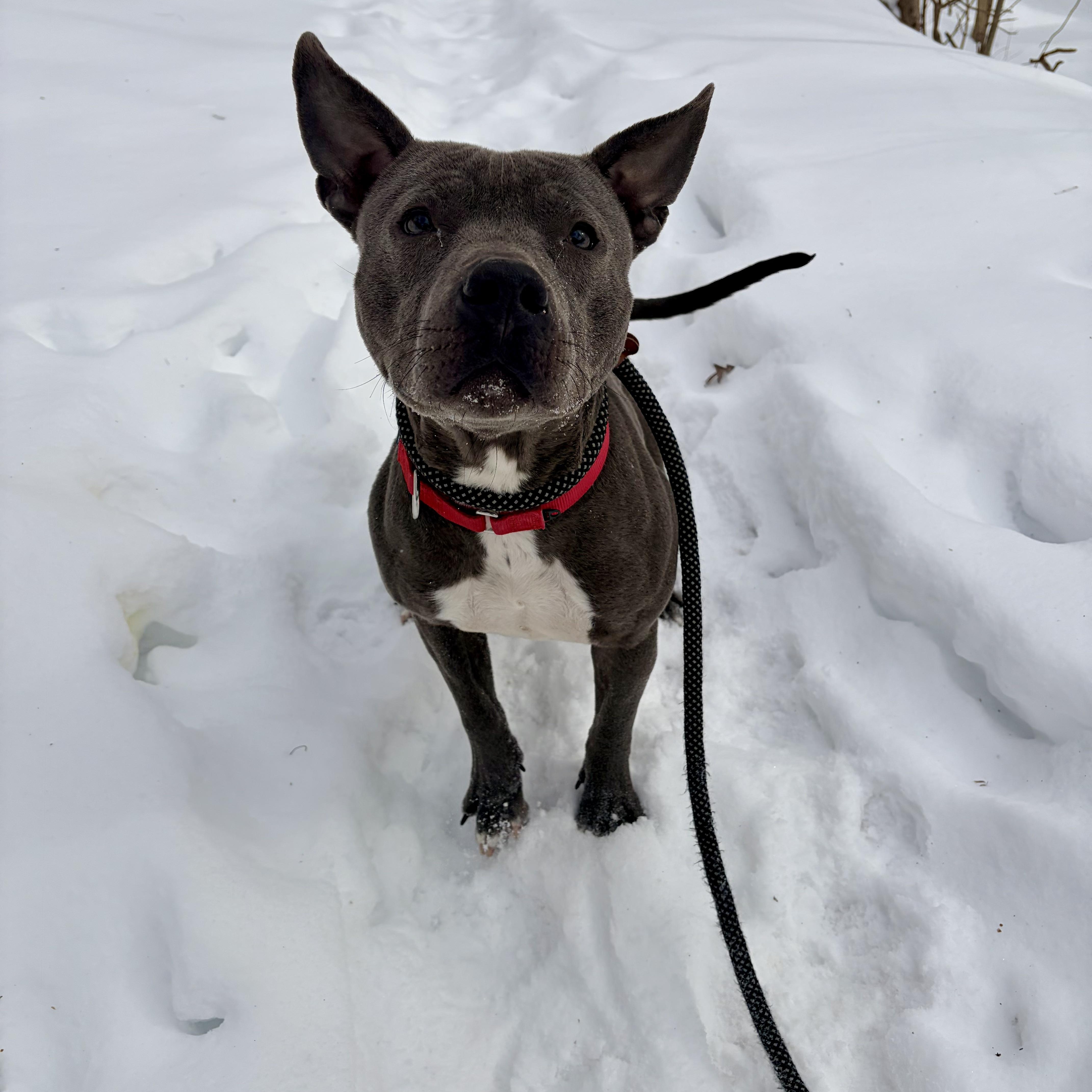 Enlarge Comet, an adopted mixed breed in White Oak, PA image 4/6