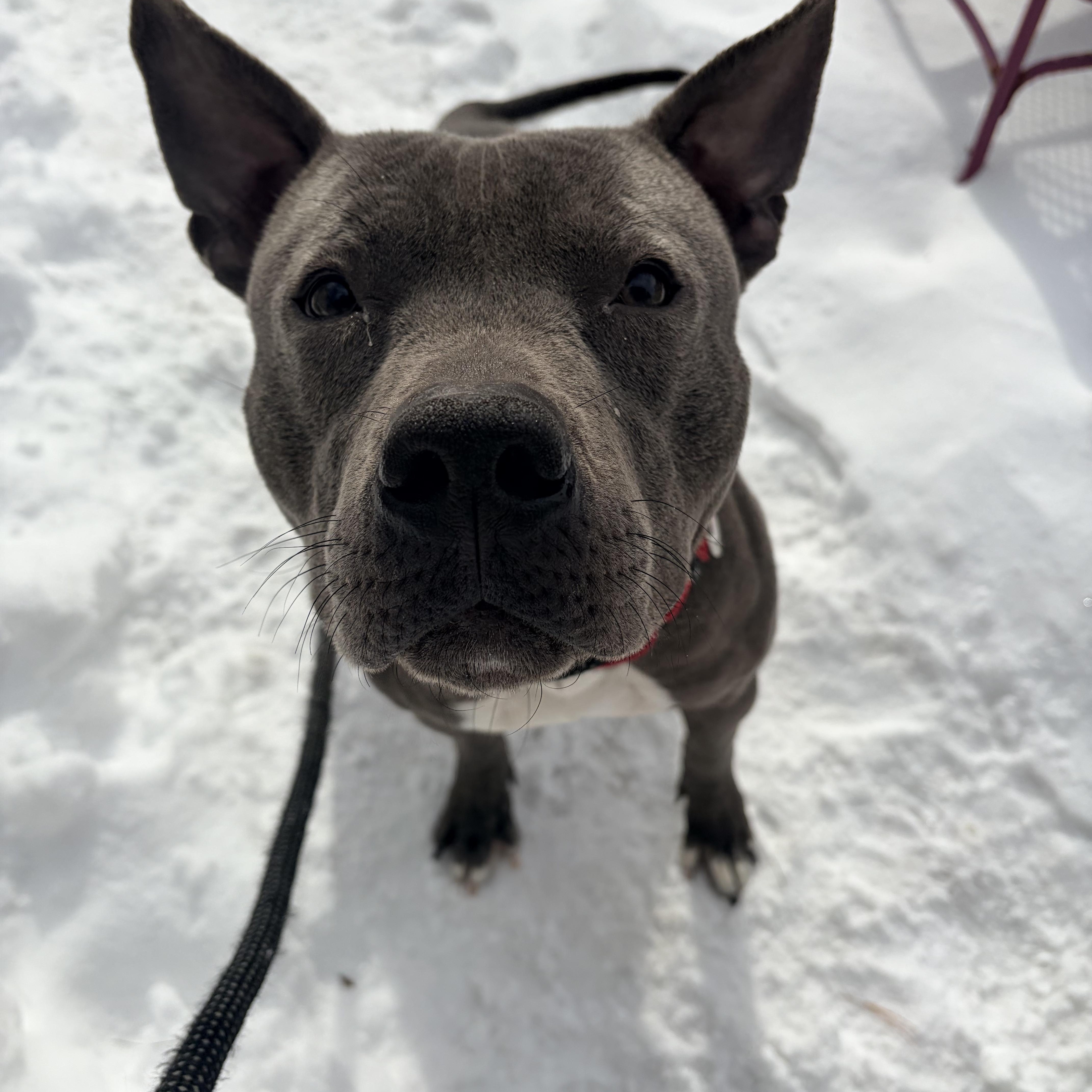 Enlarge Comet, an adopted mixed breed in White Oak, PA image 5/6