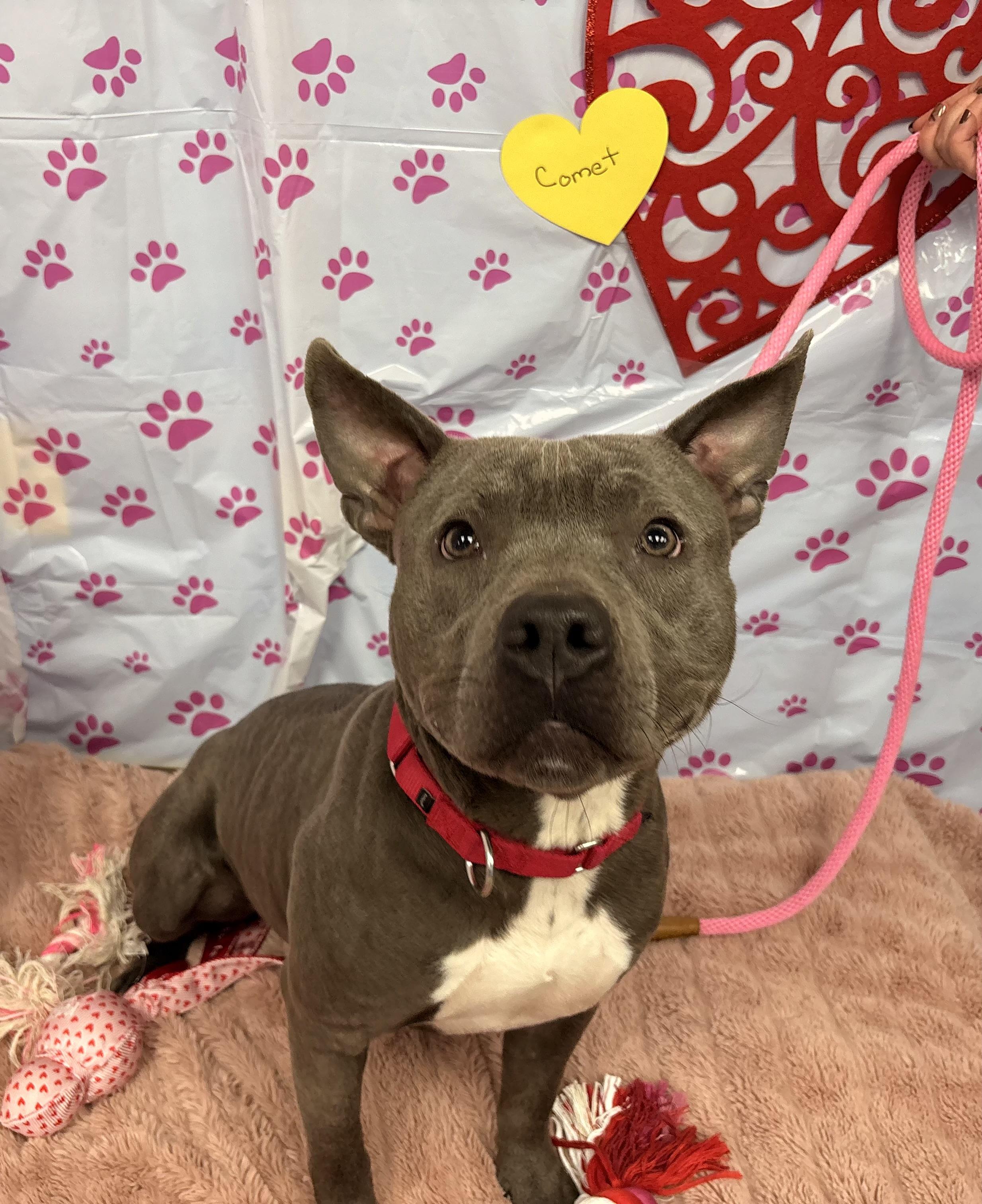 Comet, ADOPTABLE, Young Male Pit Bull Terrier.