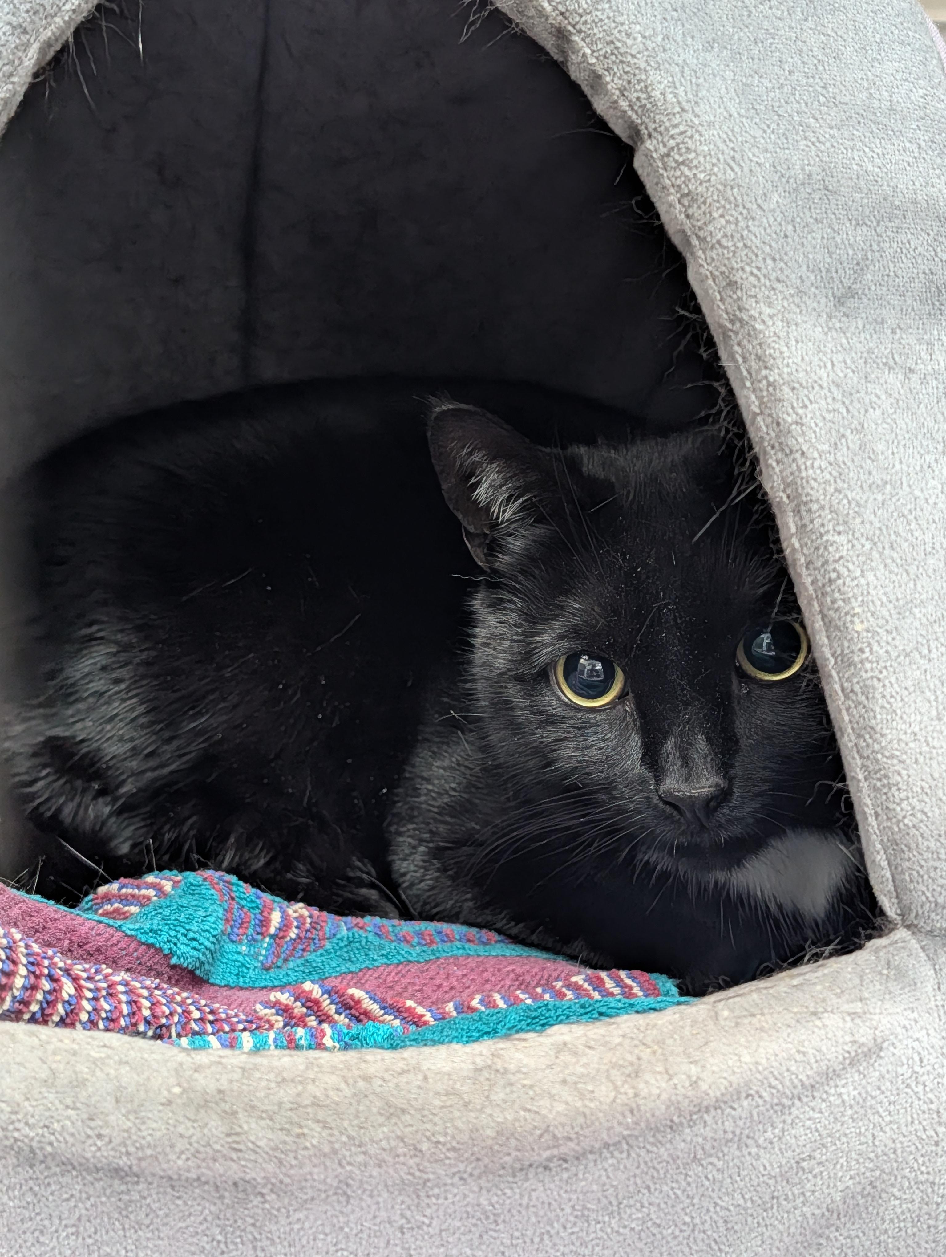 Enlarge Serenity , a ADOPTABLE mixed breed in Plainfield, NJ image 2/2