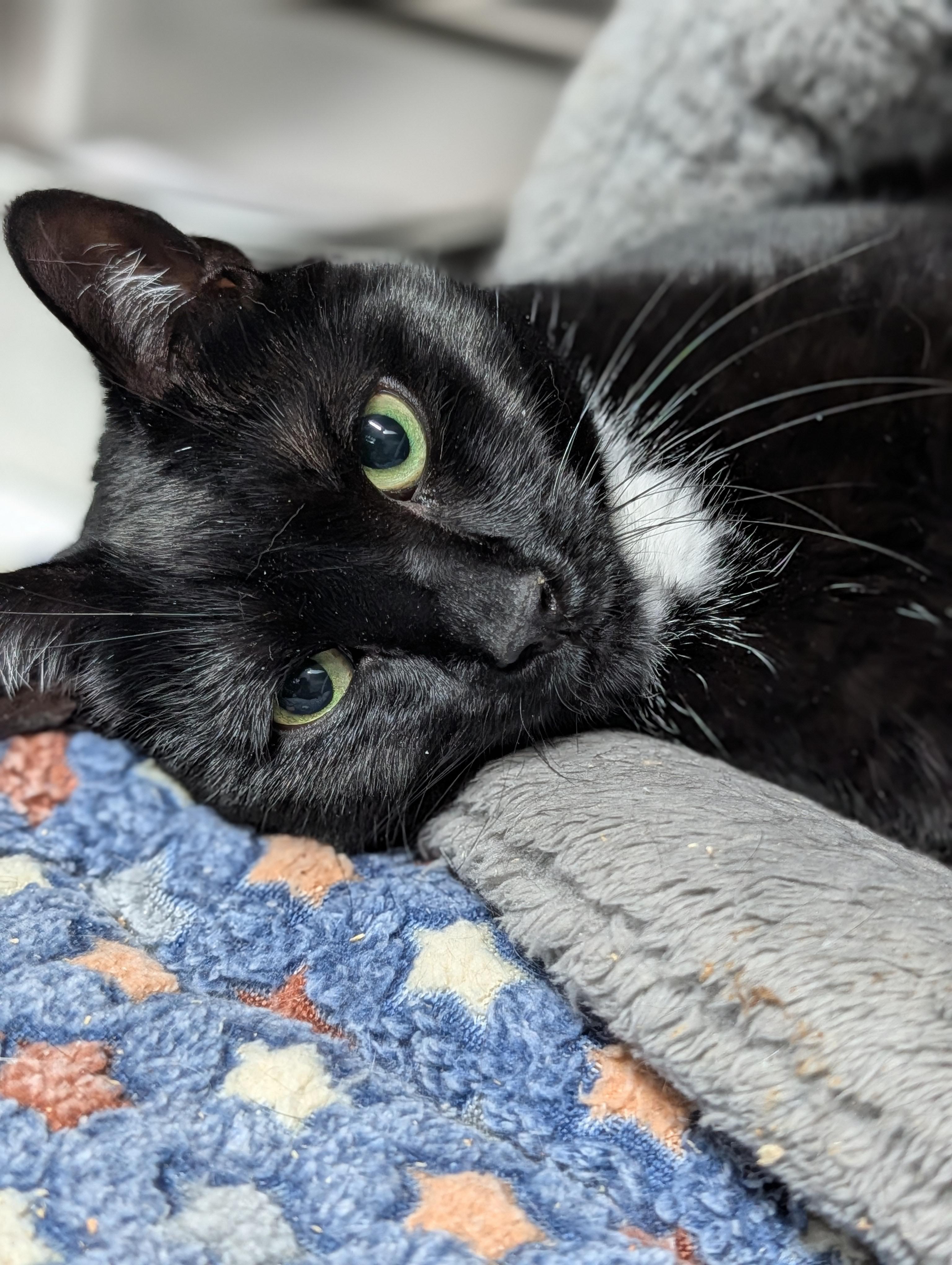 Serenity , ADOPTABLE, Senior Male Domestic Short Hair.